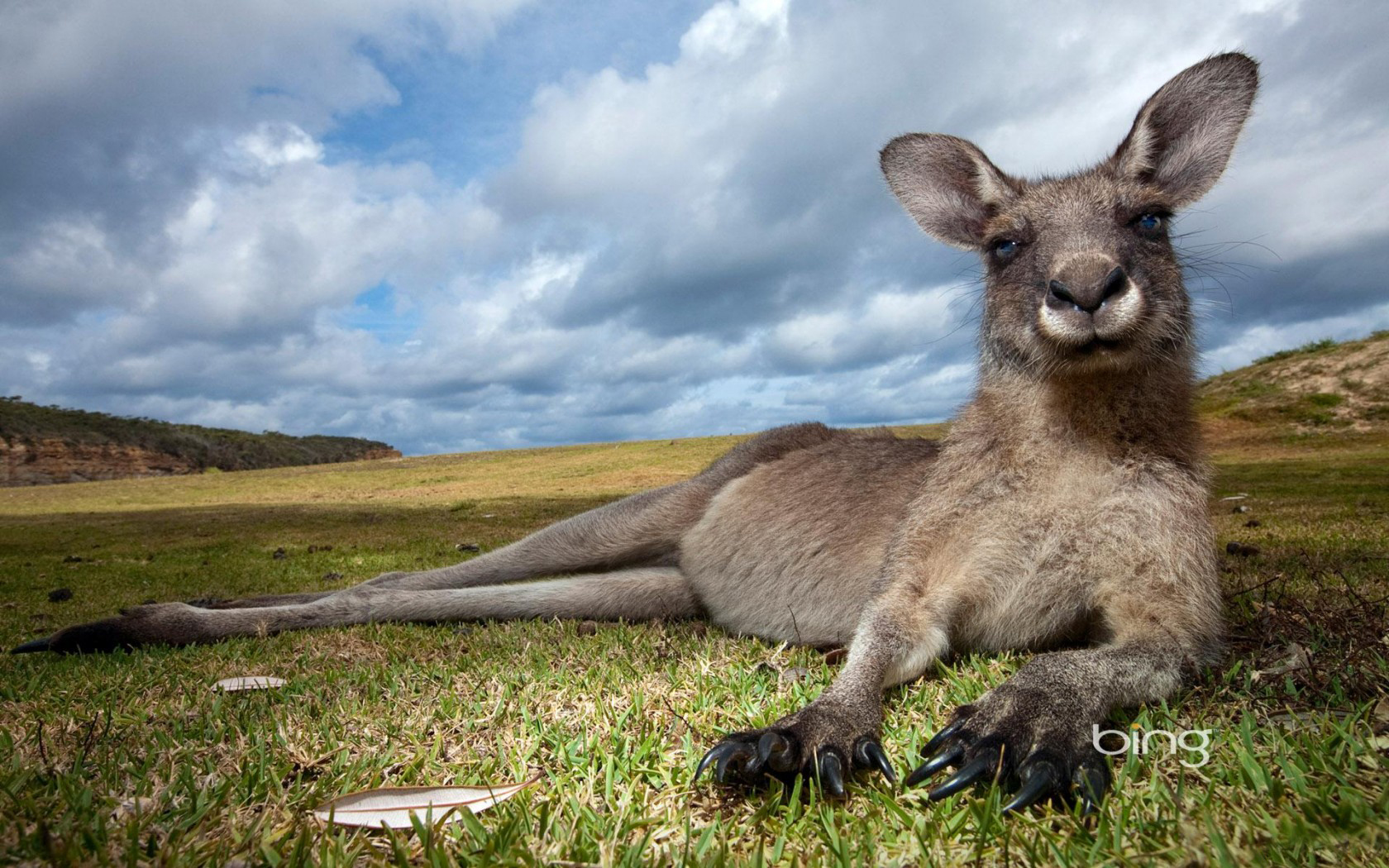 New Lock Screen Wallpapers animal, kangaroo
