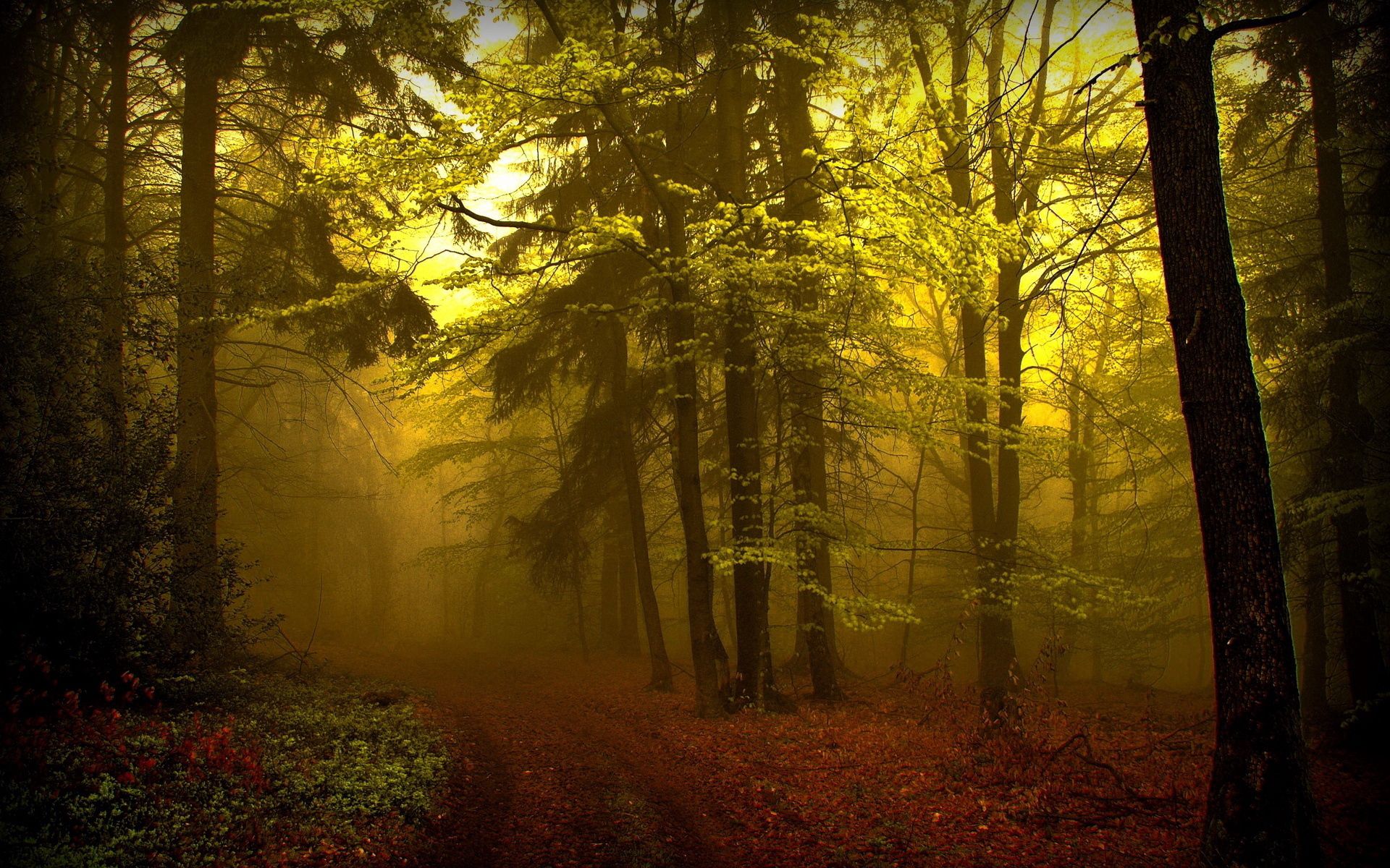 trail, nature, trees, forest, fog, path, haze, teen, young growth, mysterious for android