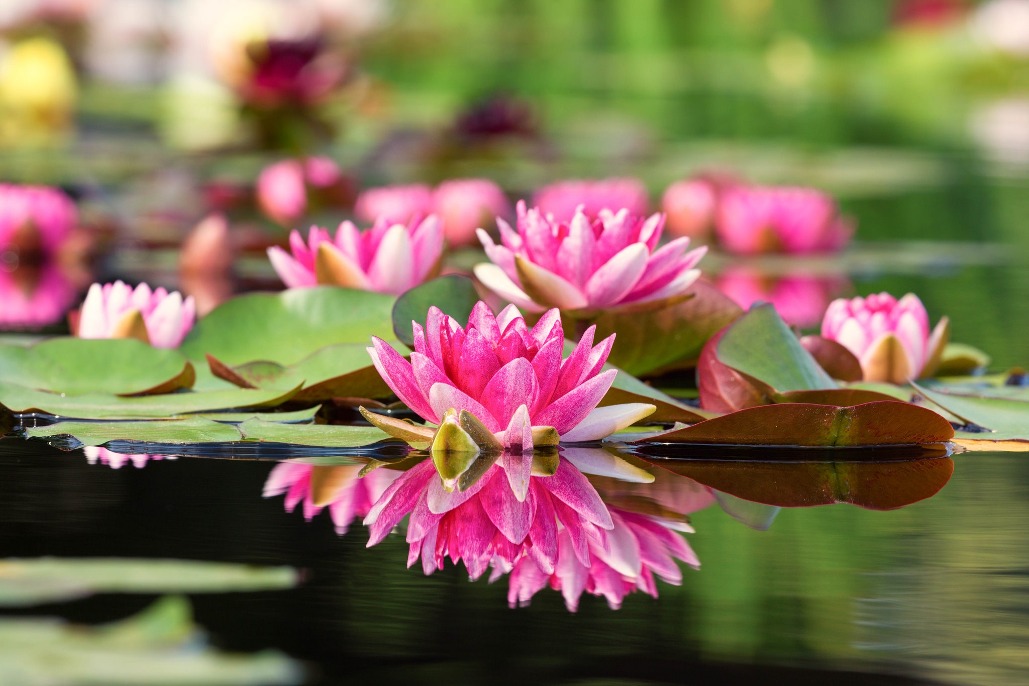 Красивые ,яркие цветы на воде