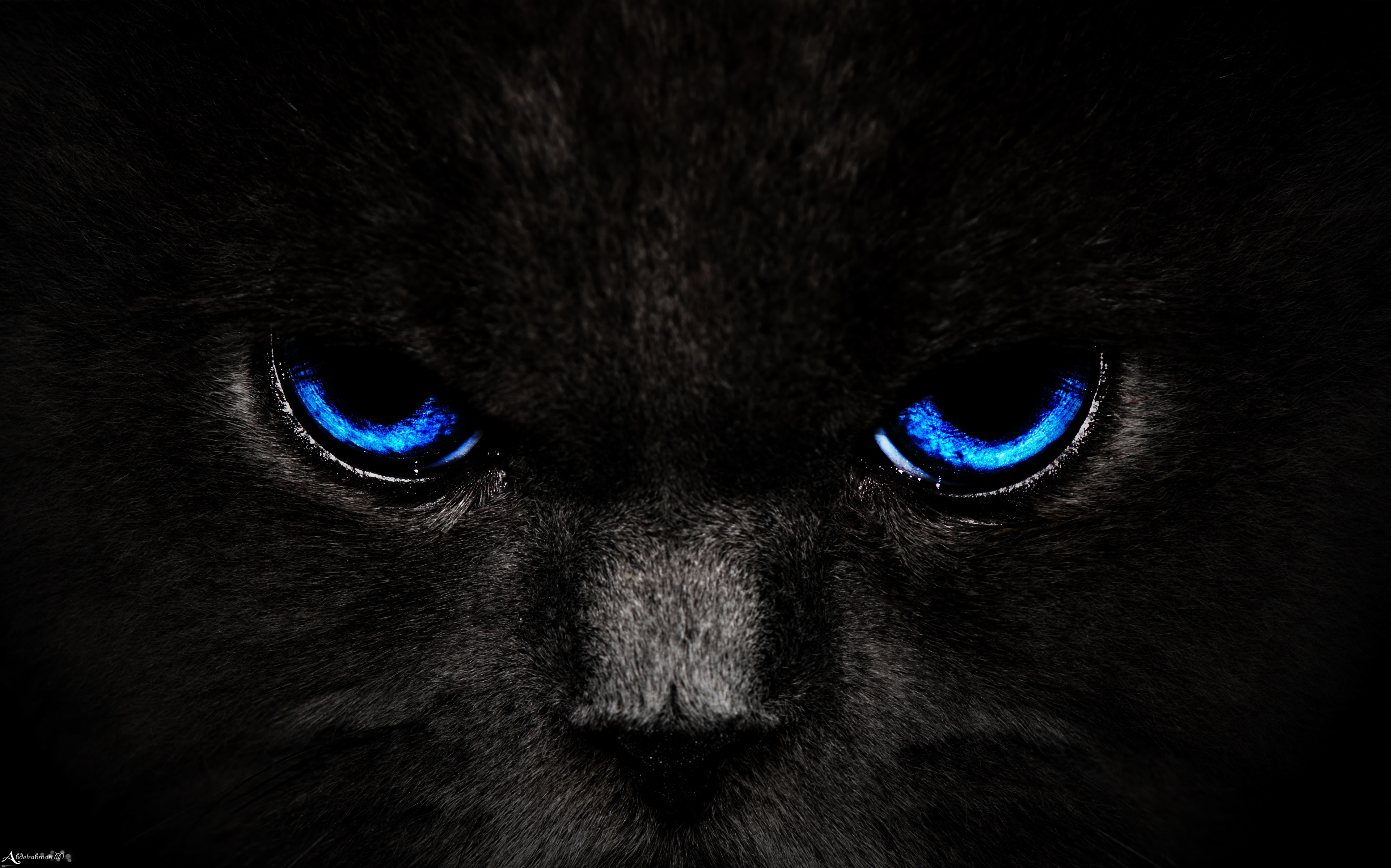 eyes, opinion, sight, black, cat, blue, dark 4K Ultra