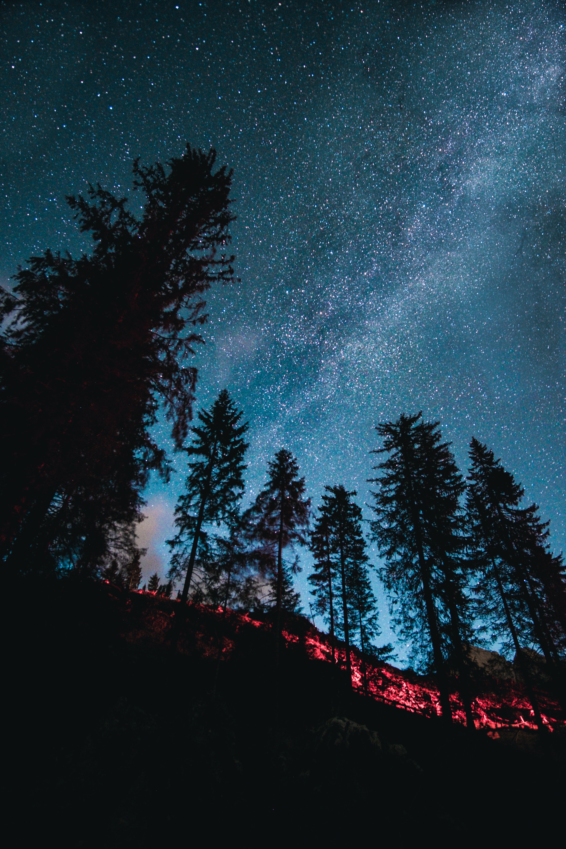 stars, nature, trees, forest, starry sky, spruce, fir