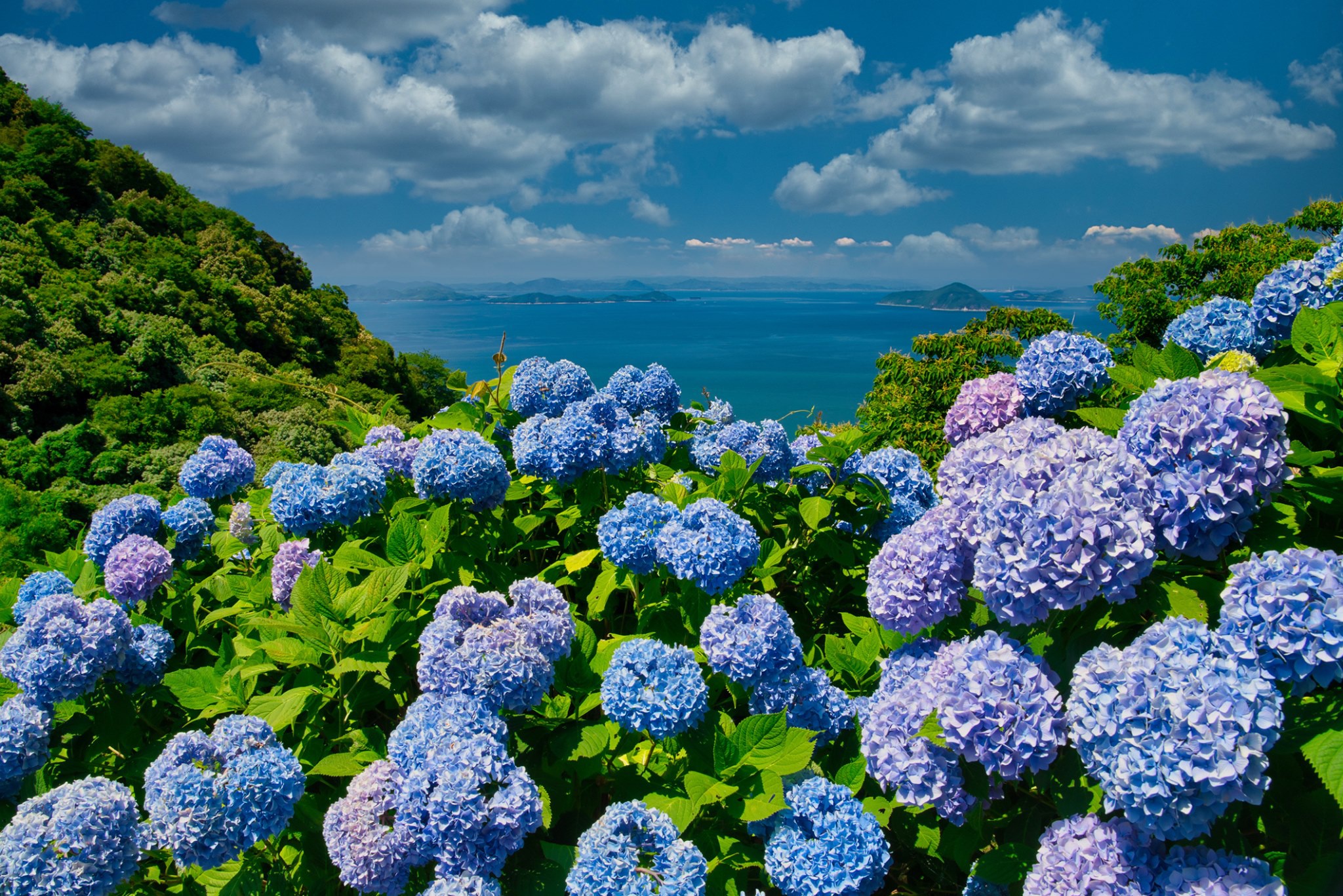 Популярные Синие Цветы