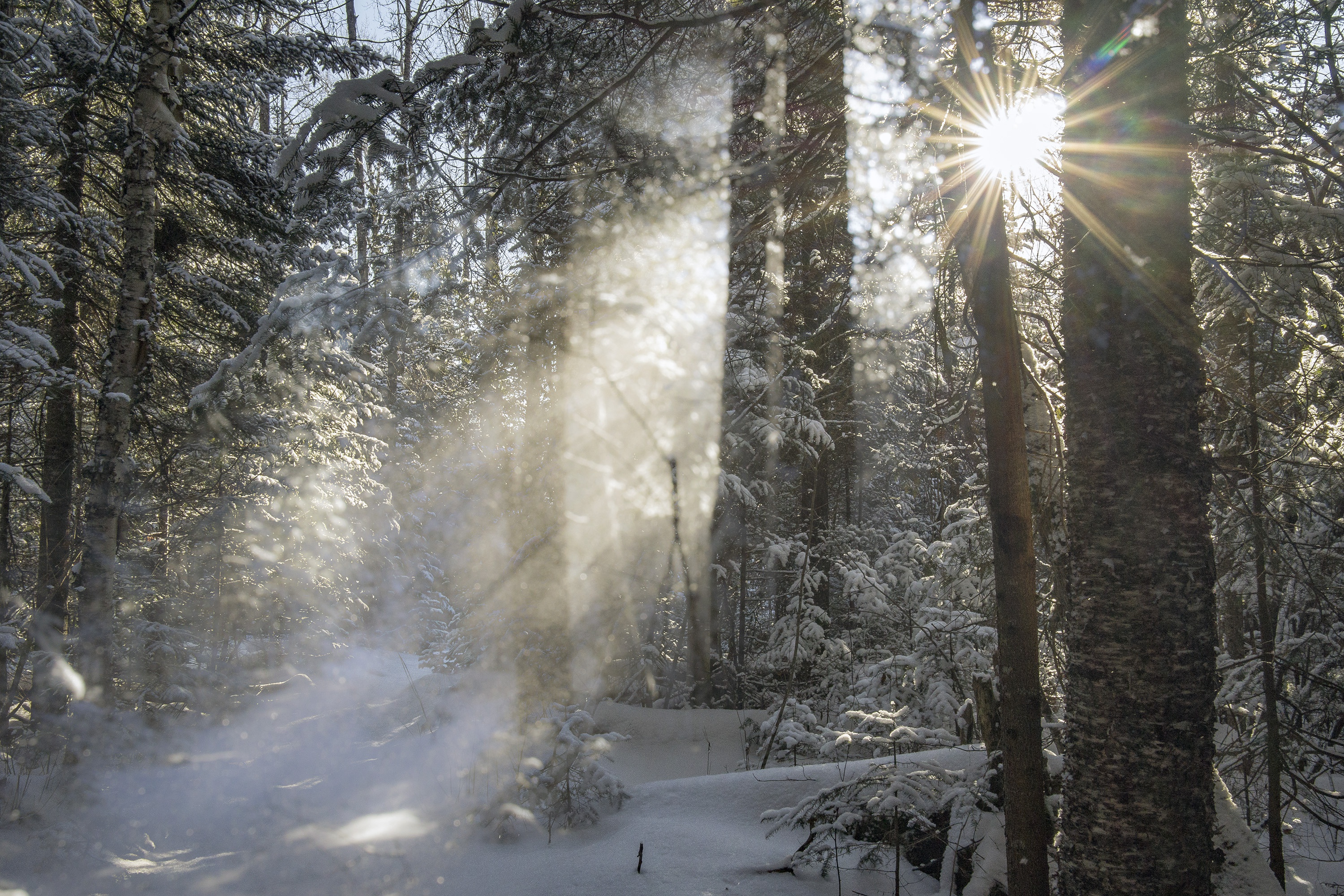 Сильный утренний мороз сковал ручьи. Зимой в лесу. Утро в зимнем лесу. Морозное утро в лесу. Зимний лес Солнечный Луч.