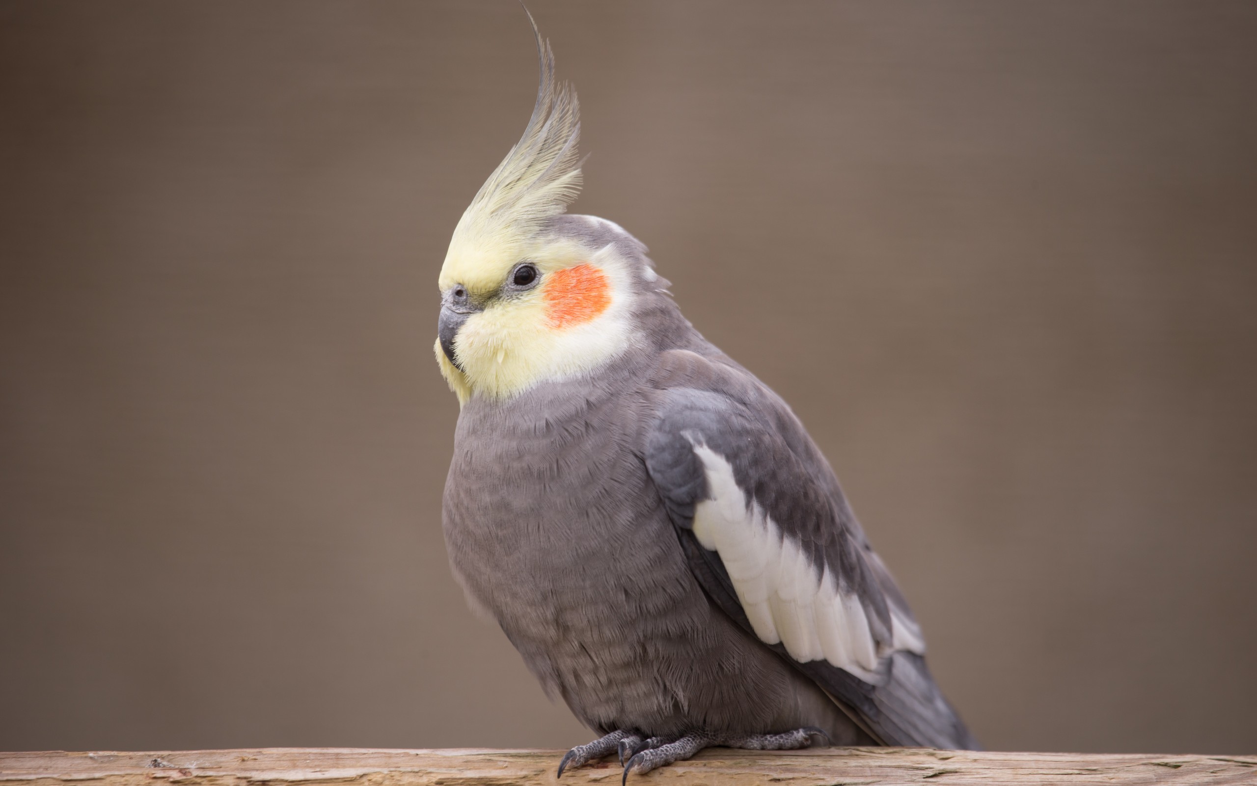 Free download wallpaper Birds, Bird, Animal, Cockatiel on your PC desktop
