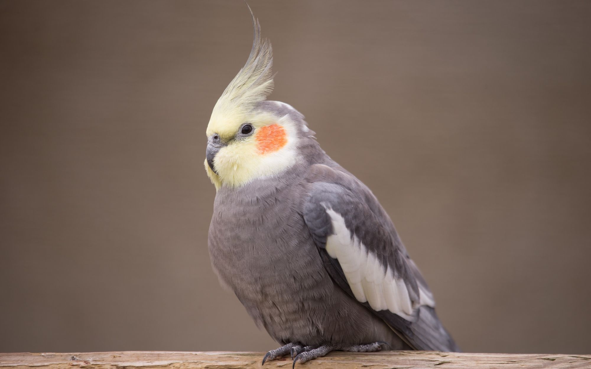 Computer Wallpaper Parrot Cockatiel