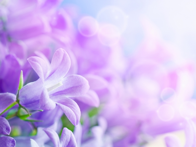 Download mobile wallpaper Violet, Plants, Background, Flowers for free.