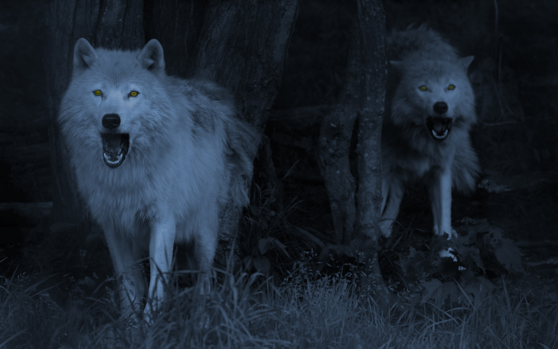 Волк в лесу ночью