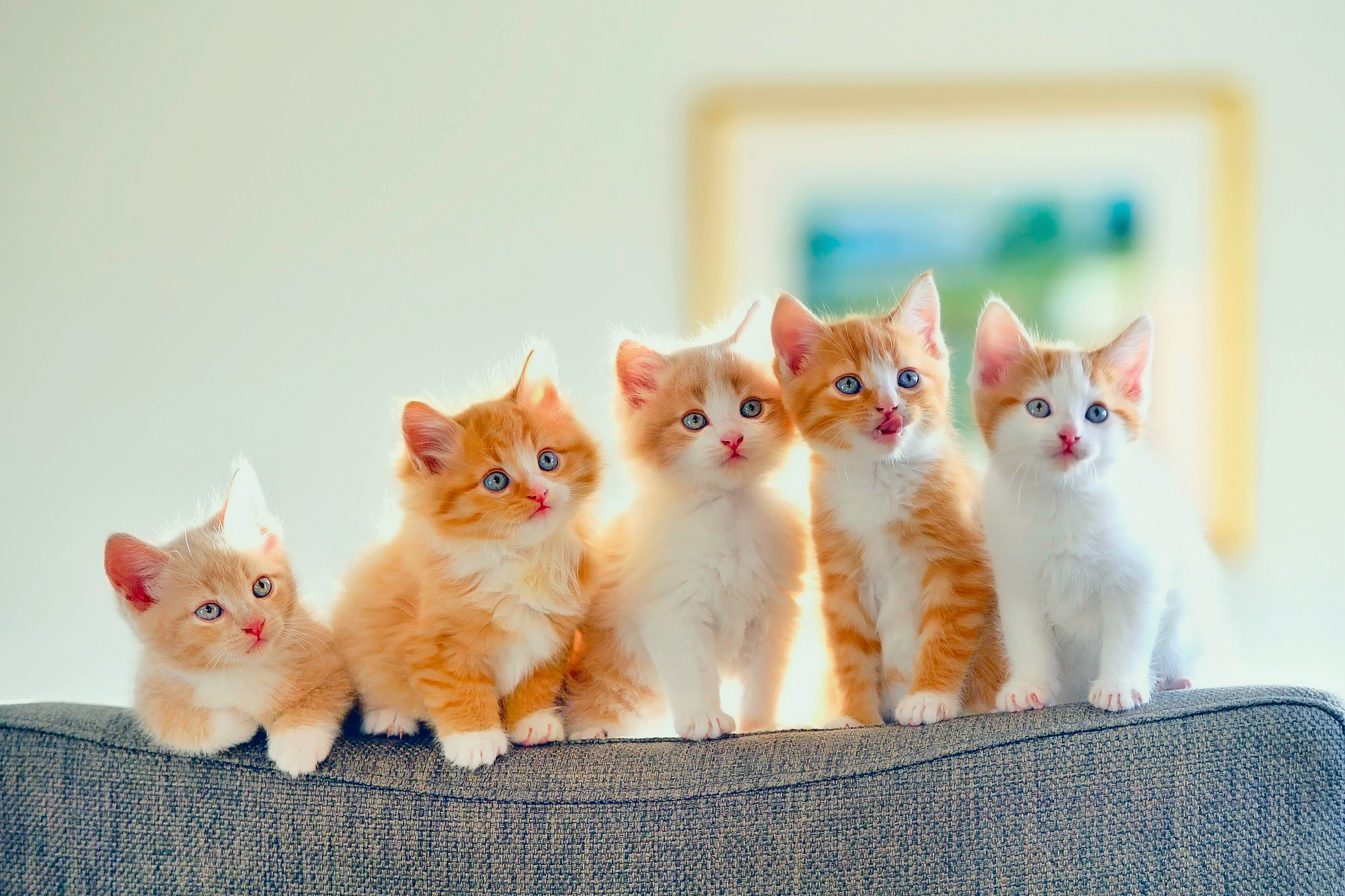cats, animals, spotted, sofa, kittens 4K