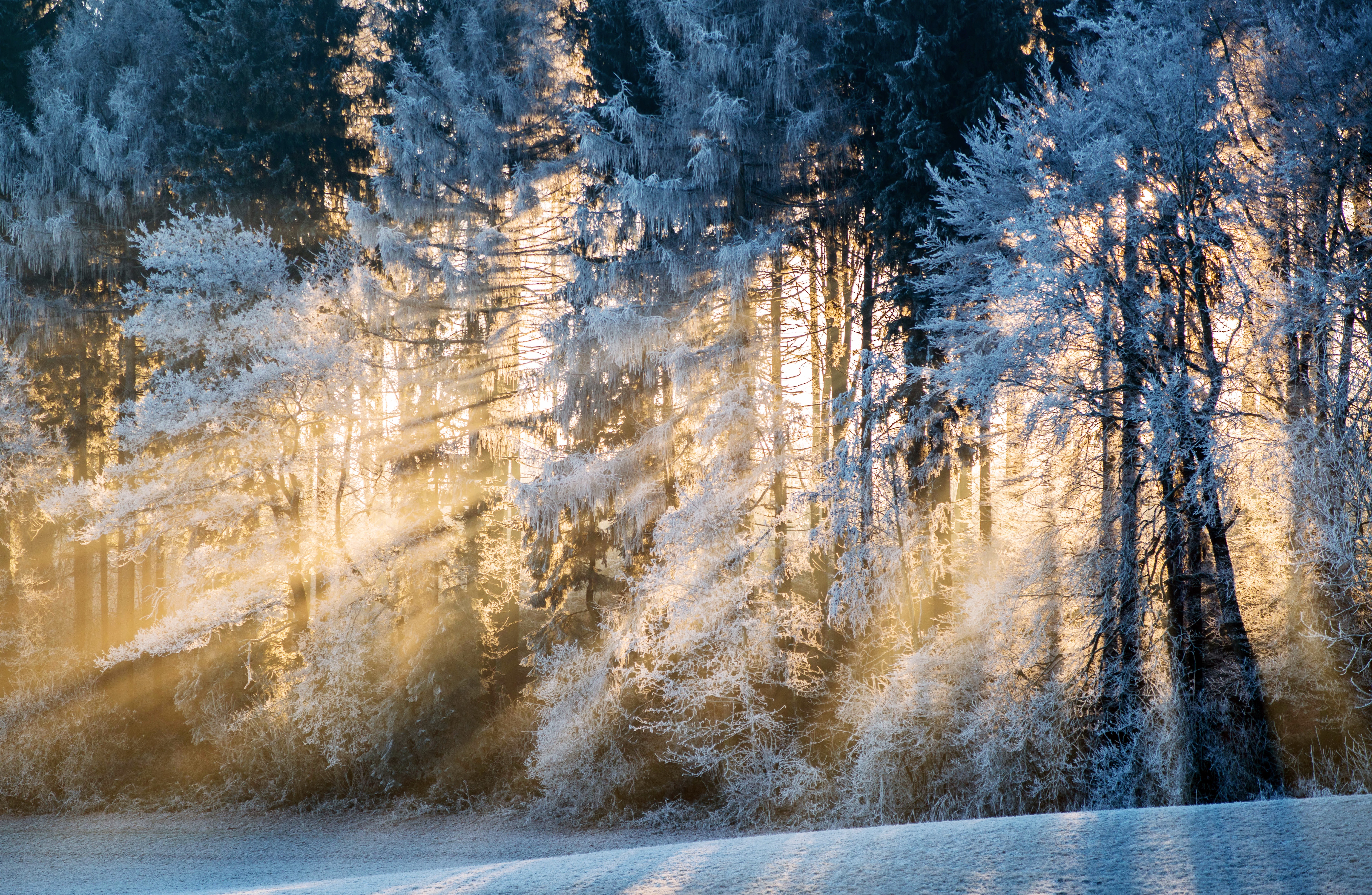 Зимнее утро. Зимний лес. Морозное солнечное утро. Сказочный зимний лес. Морозное утро в лесу.