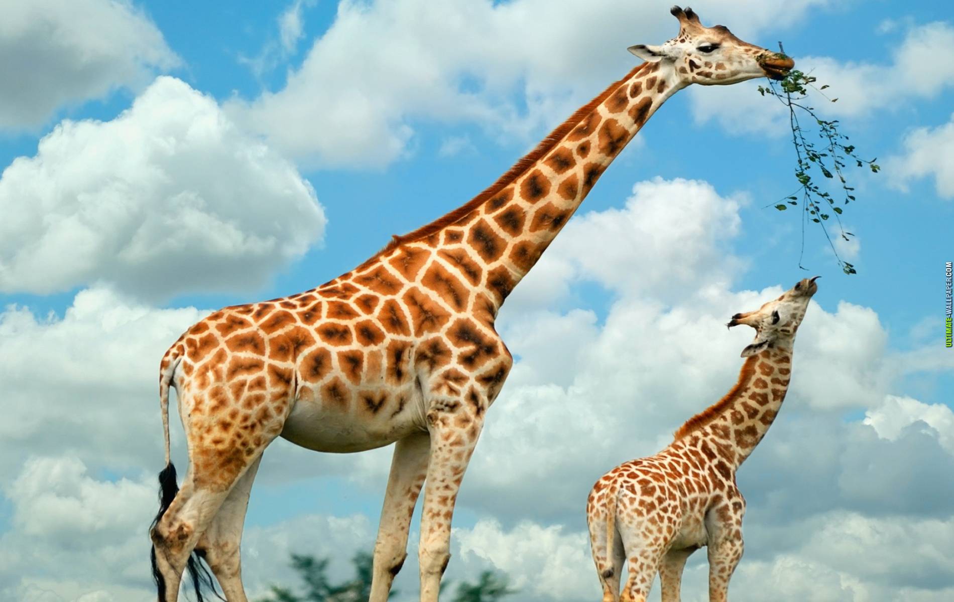 wallpapers giraffe, animal