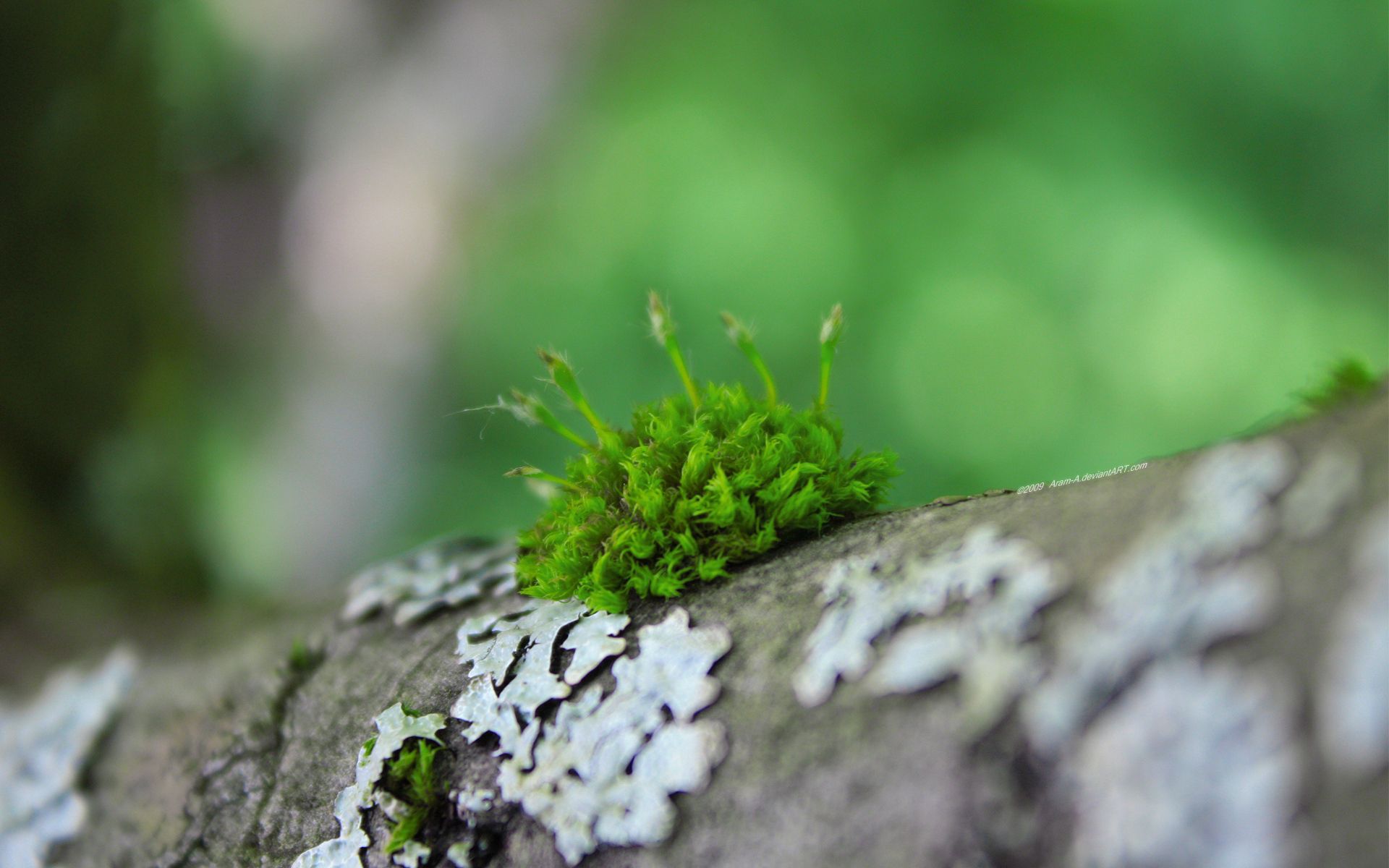 moss, grass, macro, wood, surface Phone Background