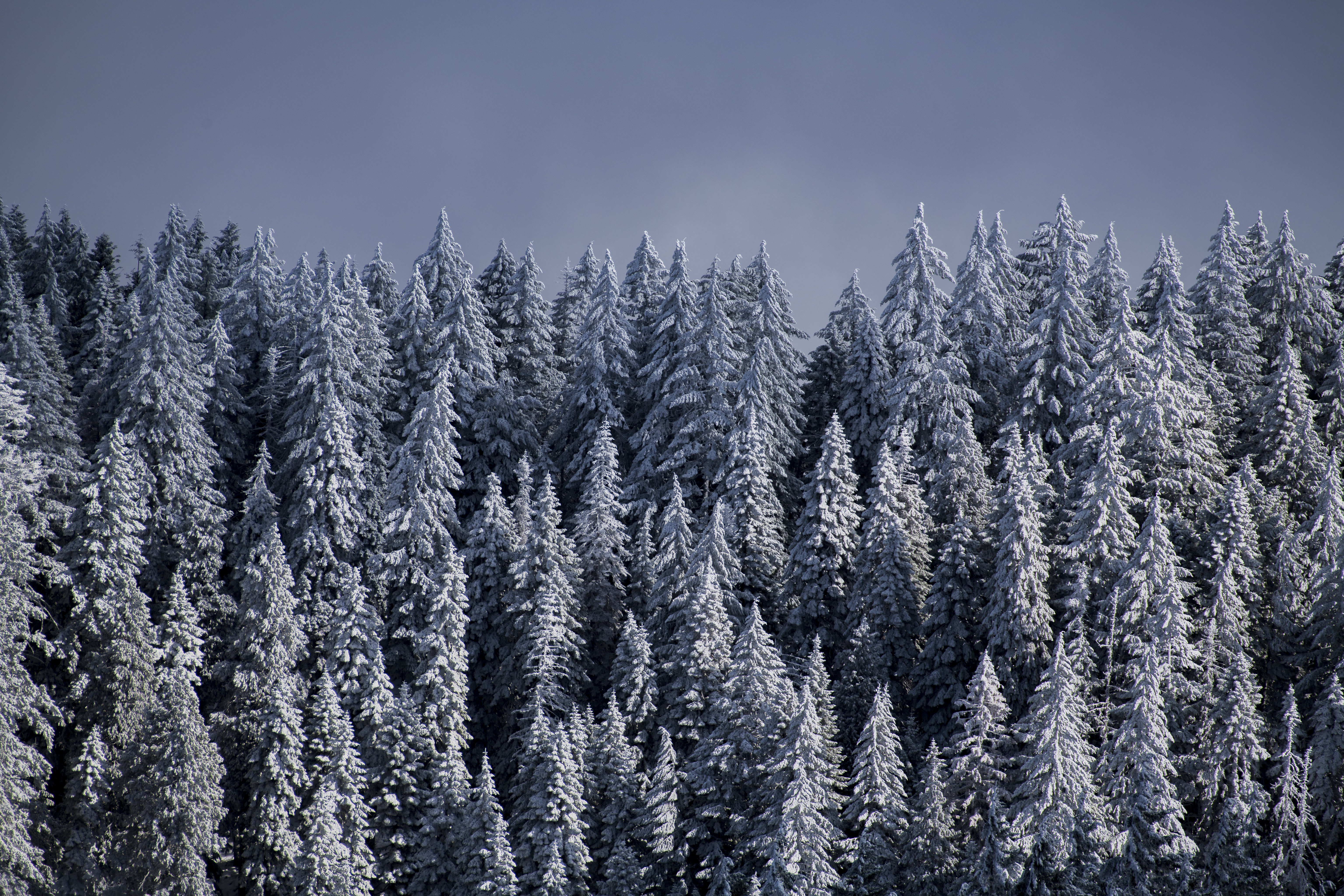 Download mobile wallpaper Ate, Trees, Snow, Forest, Winter, Nature for free.