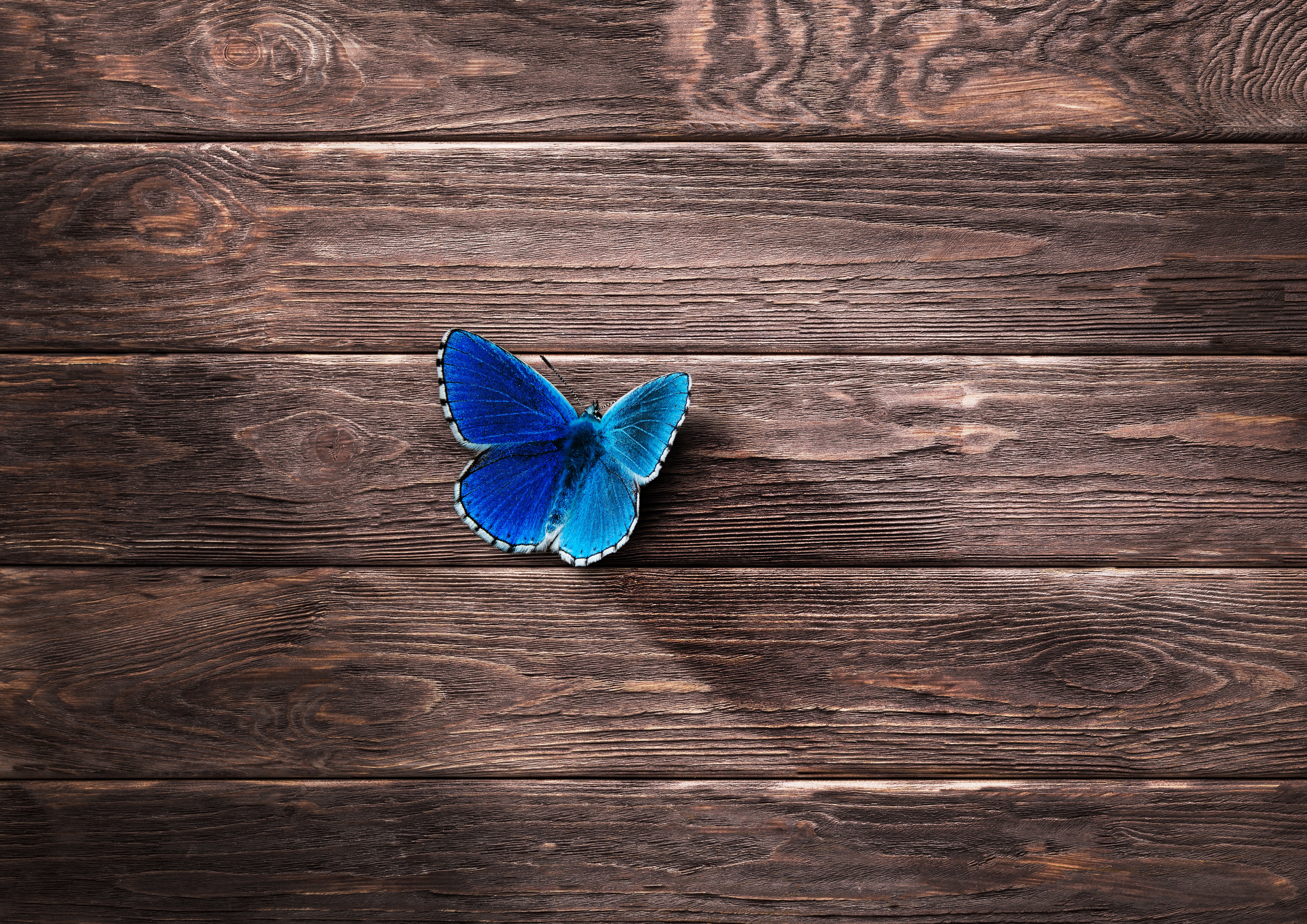 Desktop Backgrounds Butterfly 