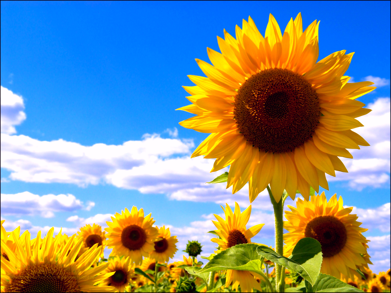 21849 Hintergrundbild herunterladen blumen, sonnenblumen, pflanzen - Bildschirmschoner und Bilder kostenlos