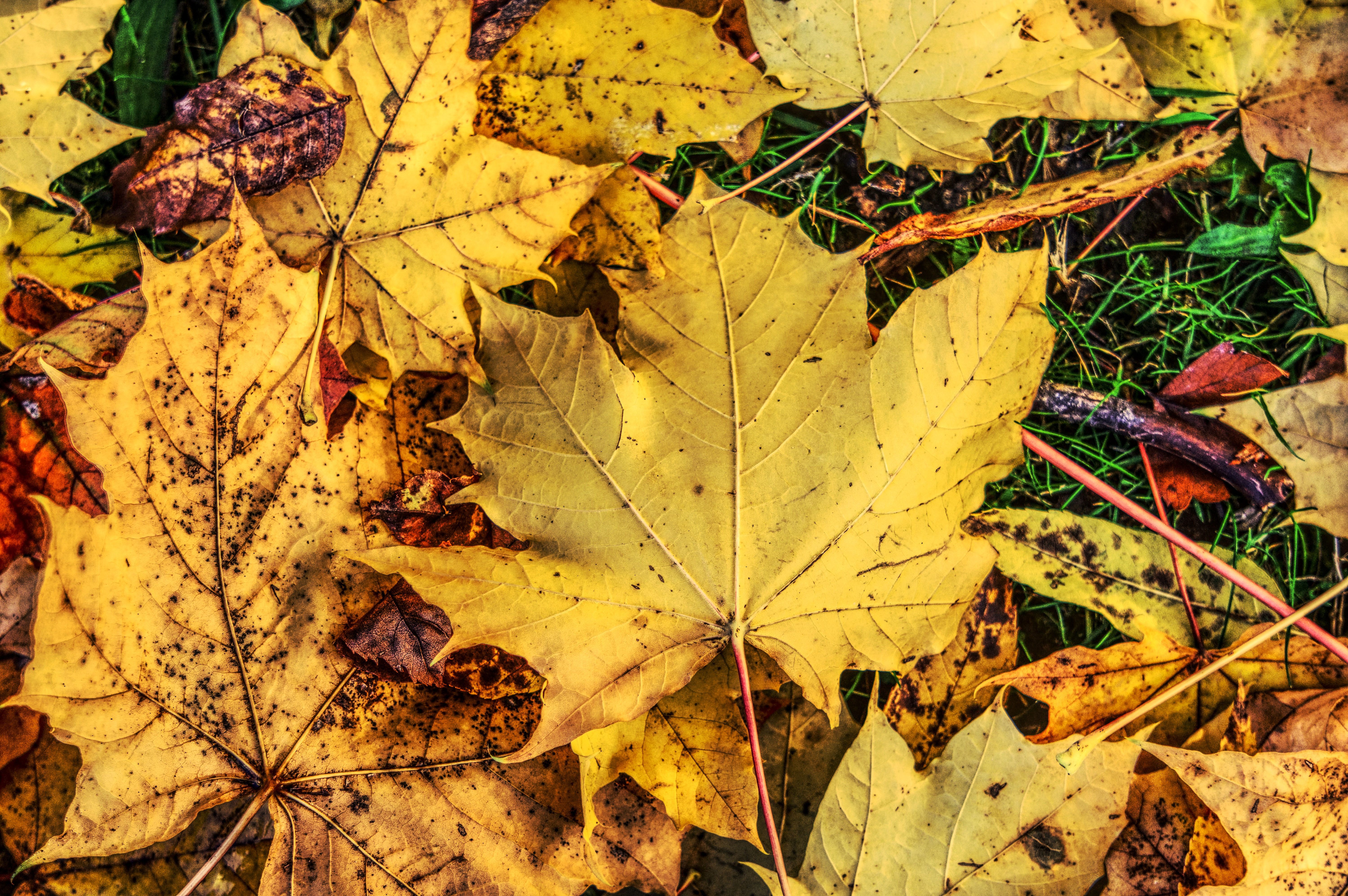 117177壁紙のダウンロード自然, 秋, 葉, 木の葉, メープル, 楓, 堕ちた, 落ちて-スクリーンセーバーと写真を無料で