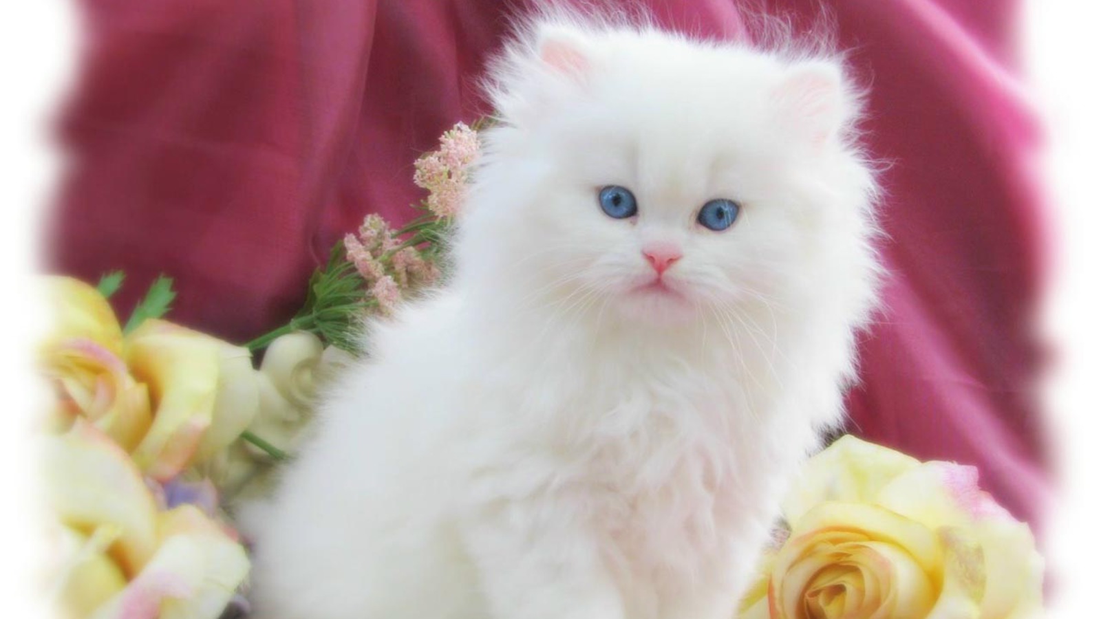 Красивые открытки с кошками. Пушистые котята. Котята милые и пушистые. Белый пушистый котенок. Маленькие котята пушистые.
