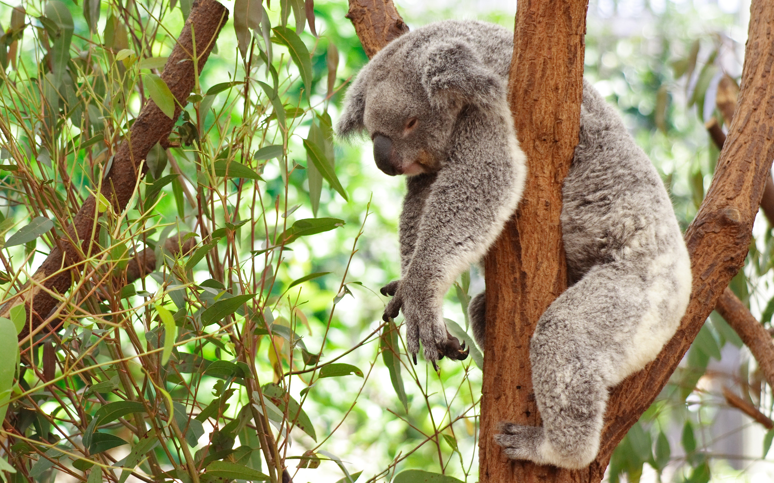 568245 Bild herunterladen tiere, koala - Hintergrundbilder und Bildschirmschoner kostenlos
