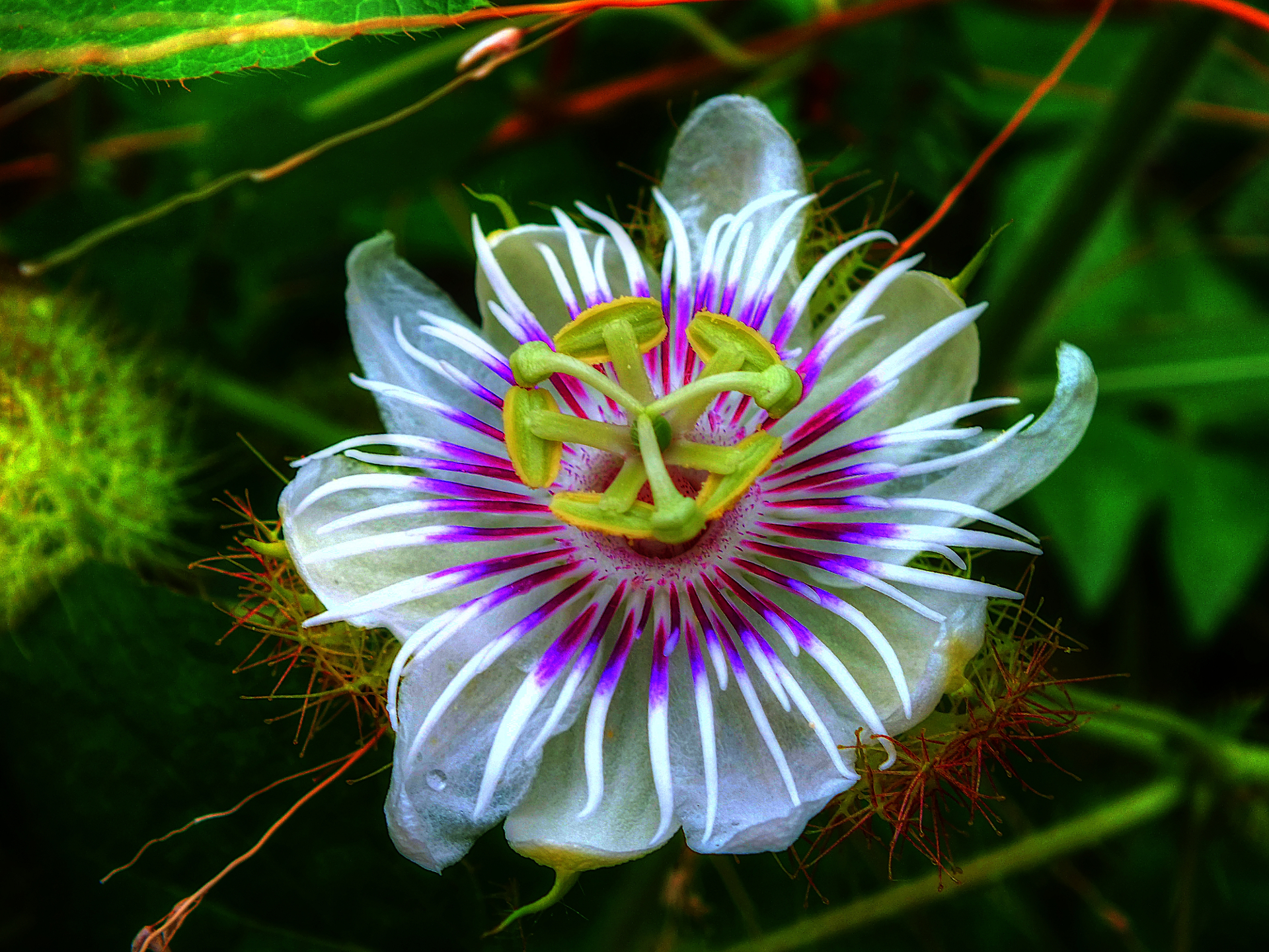 Download mobile wallpaper Flowers, Flower, Earth, Daisy, Passiflora, White Flower, Passion Flower for free.