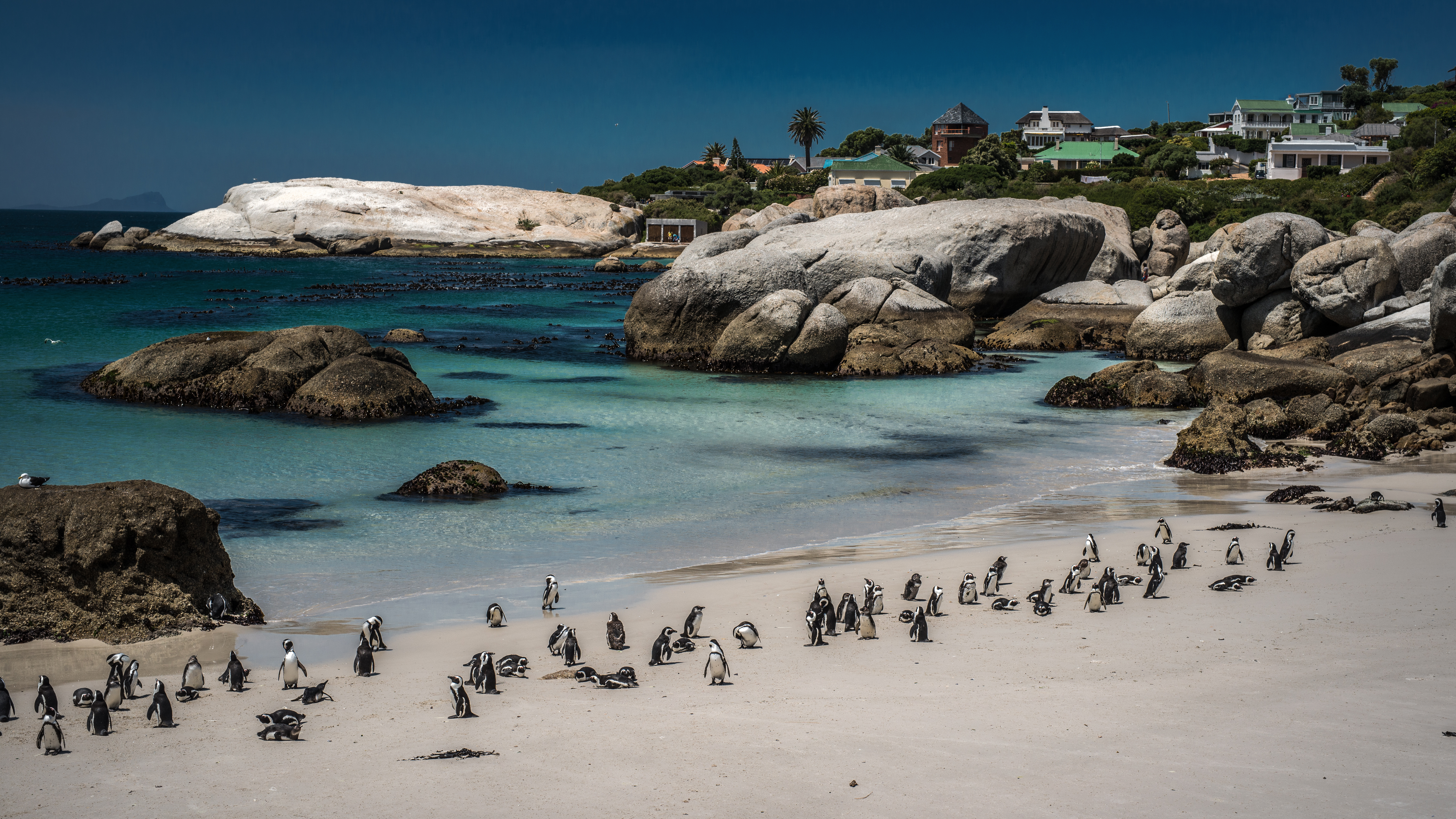 cape town, photography, beach, boulder, coast, penguin, south africa HD wallpaper