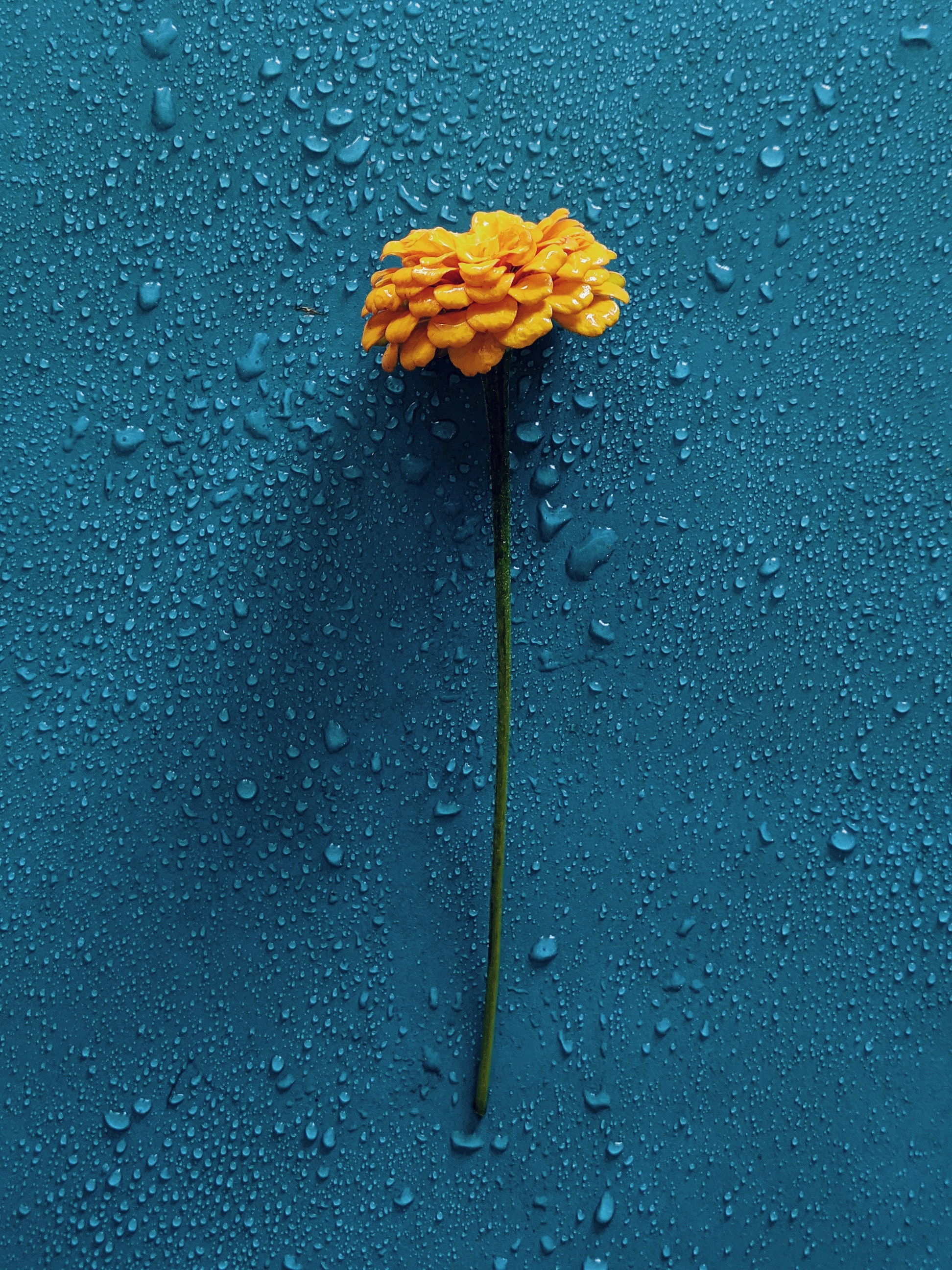 water, flower, drops, gerbera, flowers iphone wallpaper