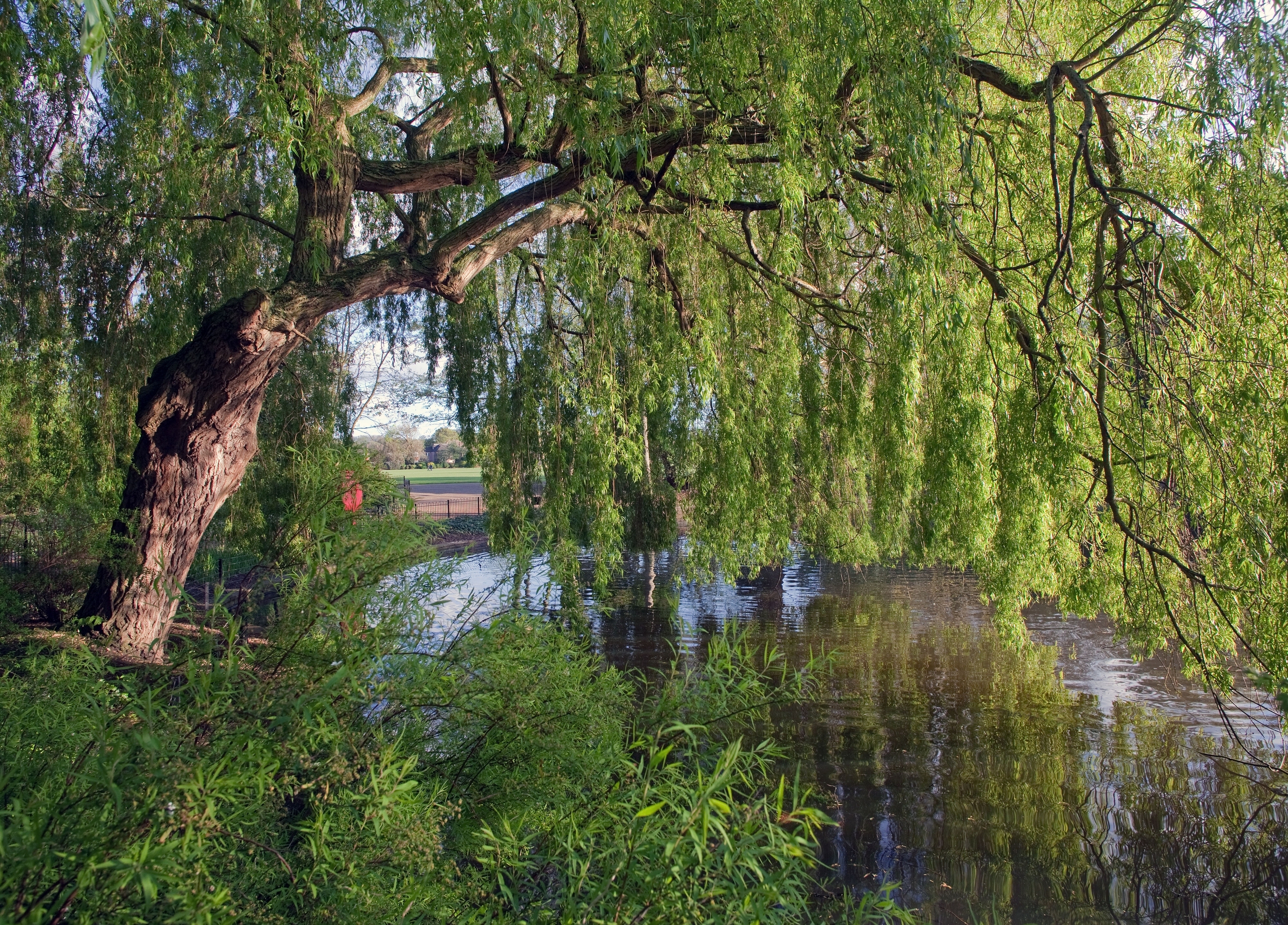 earth, tree, england, river, willow, trees