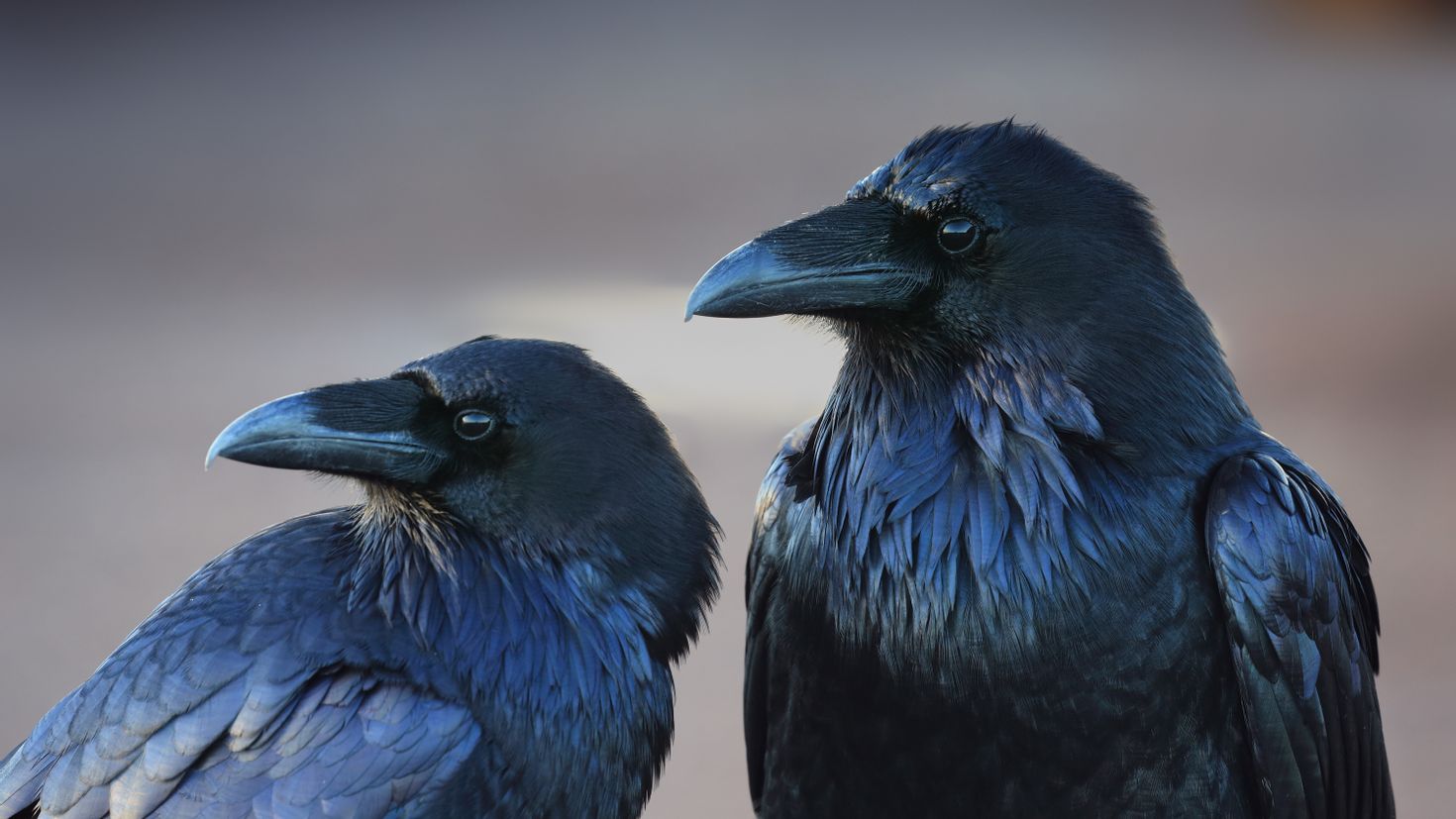 Crow язык. Шриланкийская голубая ворона. Вася ворон. Обыкновенный ворон птица. Рейвен птица.