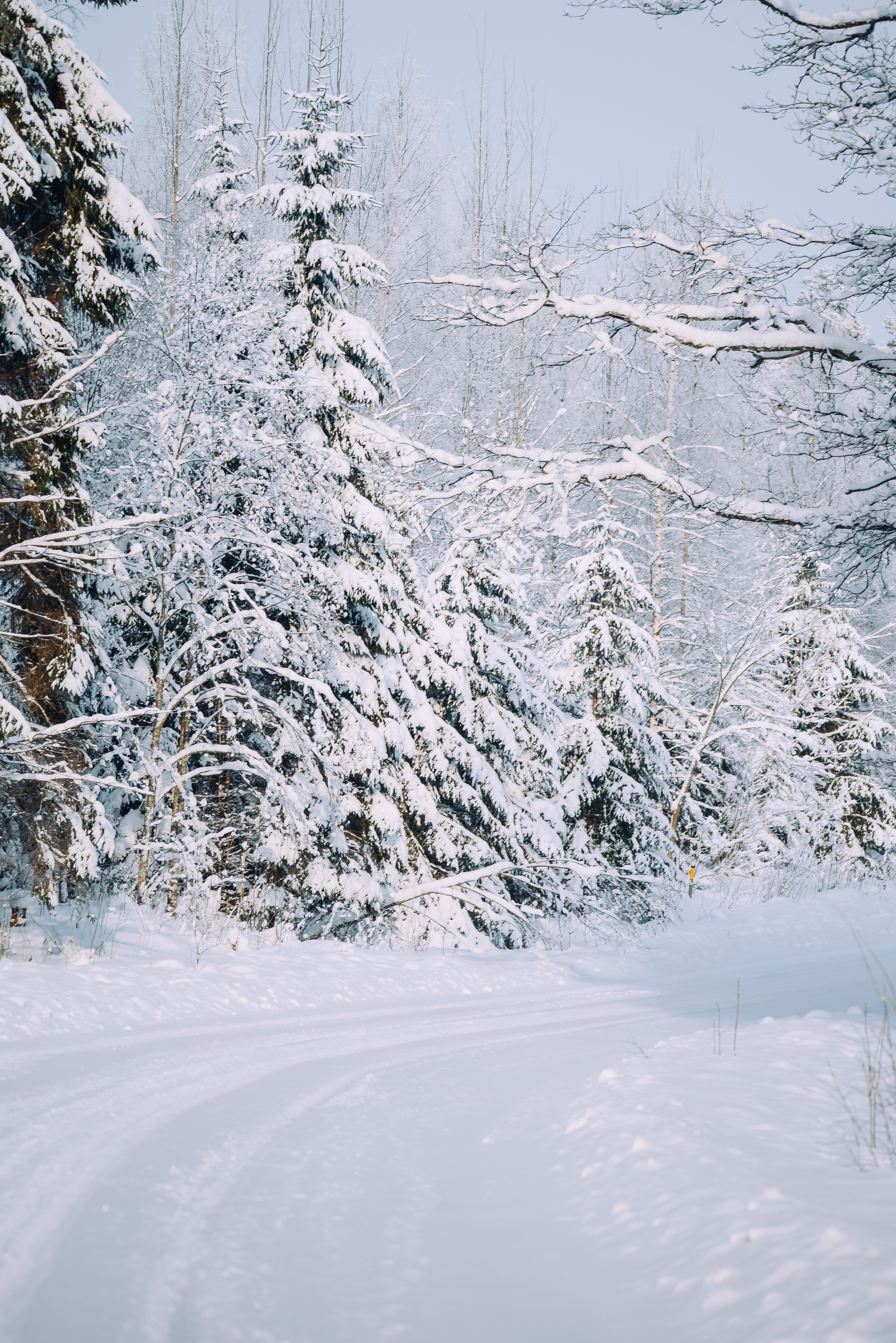 155081 免費下載壁紙 冬天, 性质, 雪, 路, 森林, 雪覆盖, 白雪覆盖 屏保和圖片