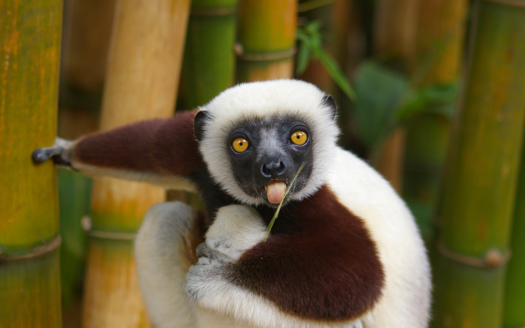 167838 Bild herunterladen lemur, tiere, affen - Hintergrundbilder und Bildschirmschoner kostenlos