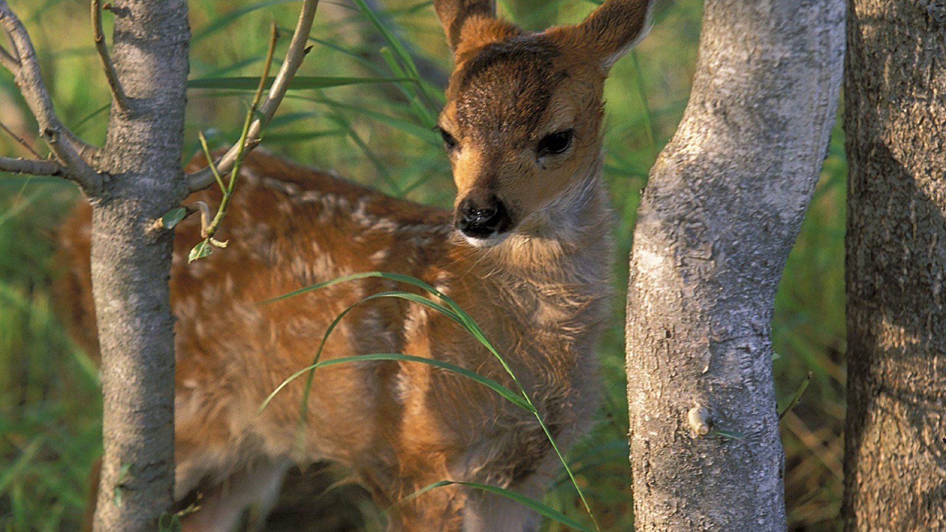 animal, deer, fawn wallpapers for tablet