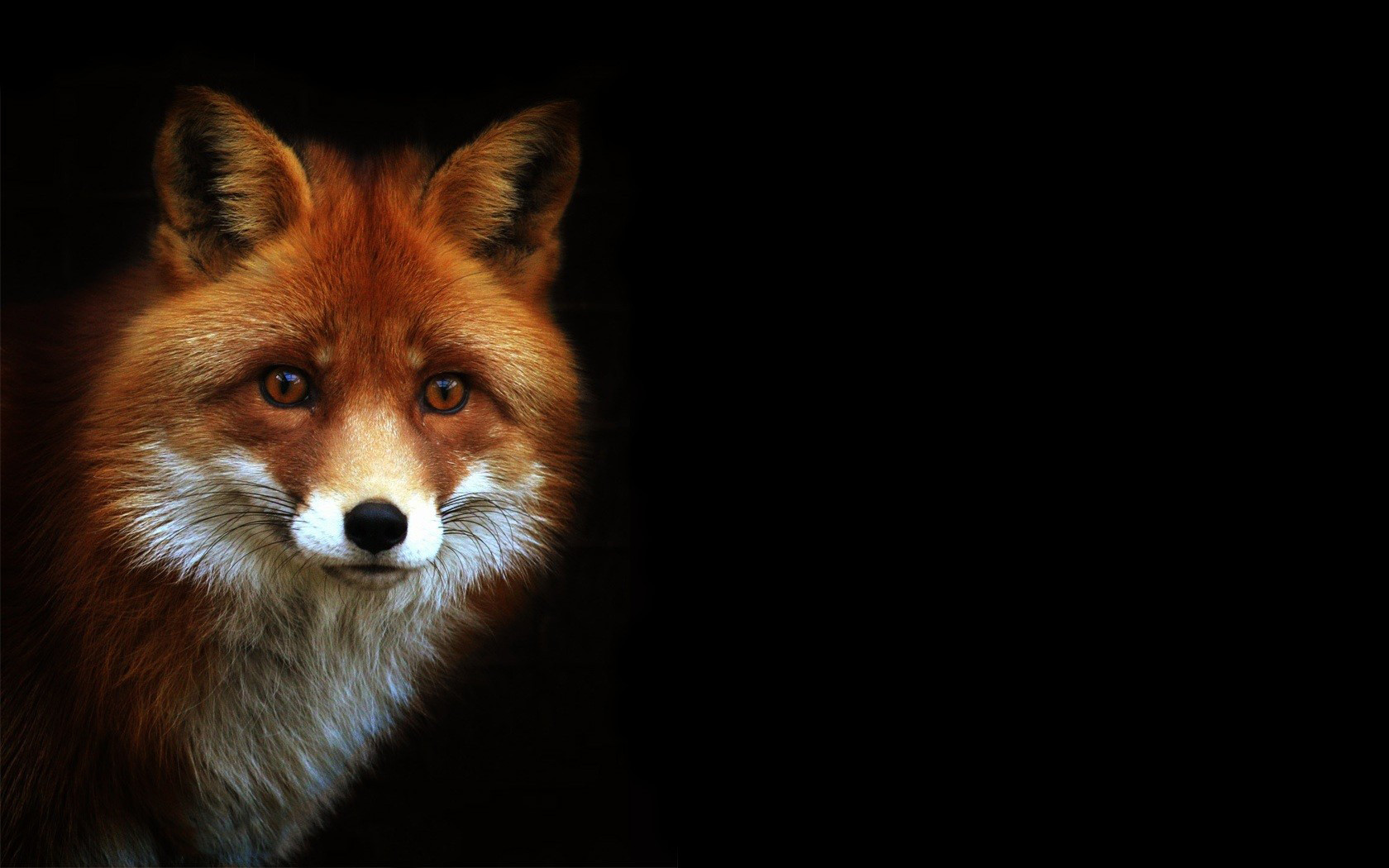 607281 免費下載壁紙 动物, 狐狸 屏保和圖片