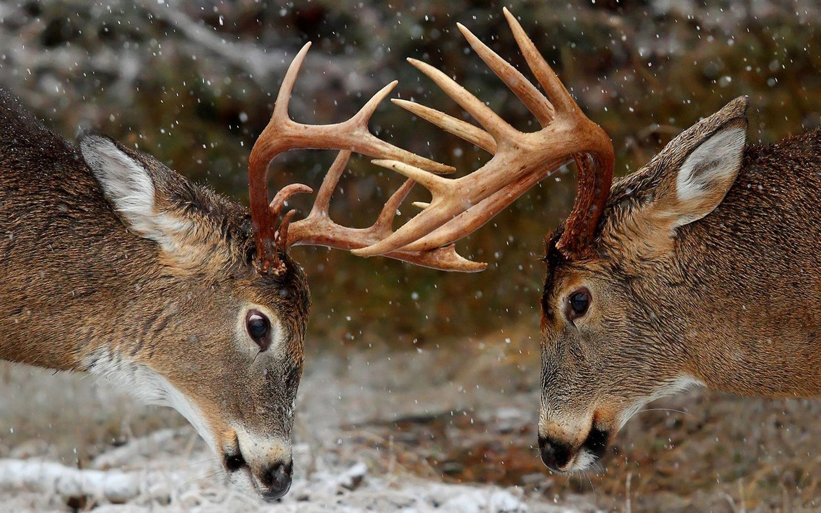 Download mobile wallpaper Winter, Animals, Horns, Deers, Forest for free.