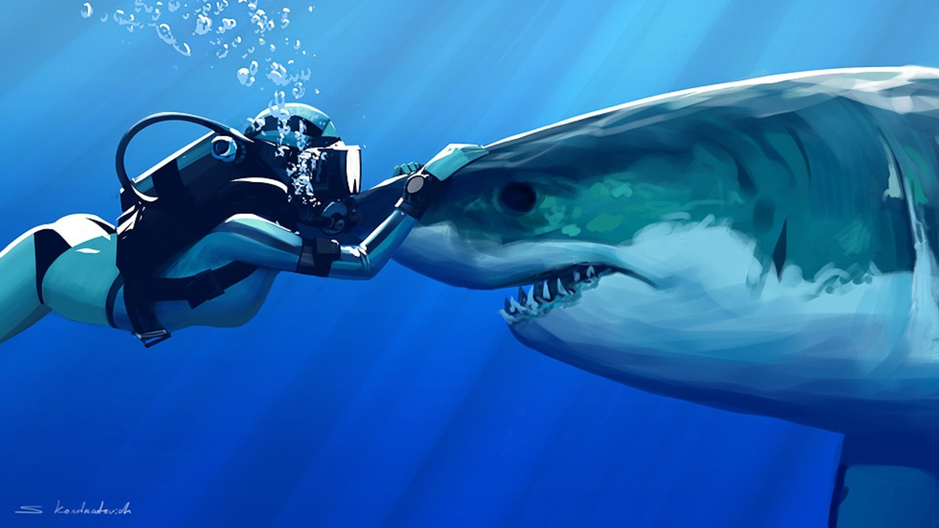 264022 скачать обои акулы, животные, акула - заставки и картинки бесплатно