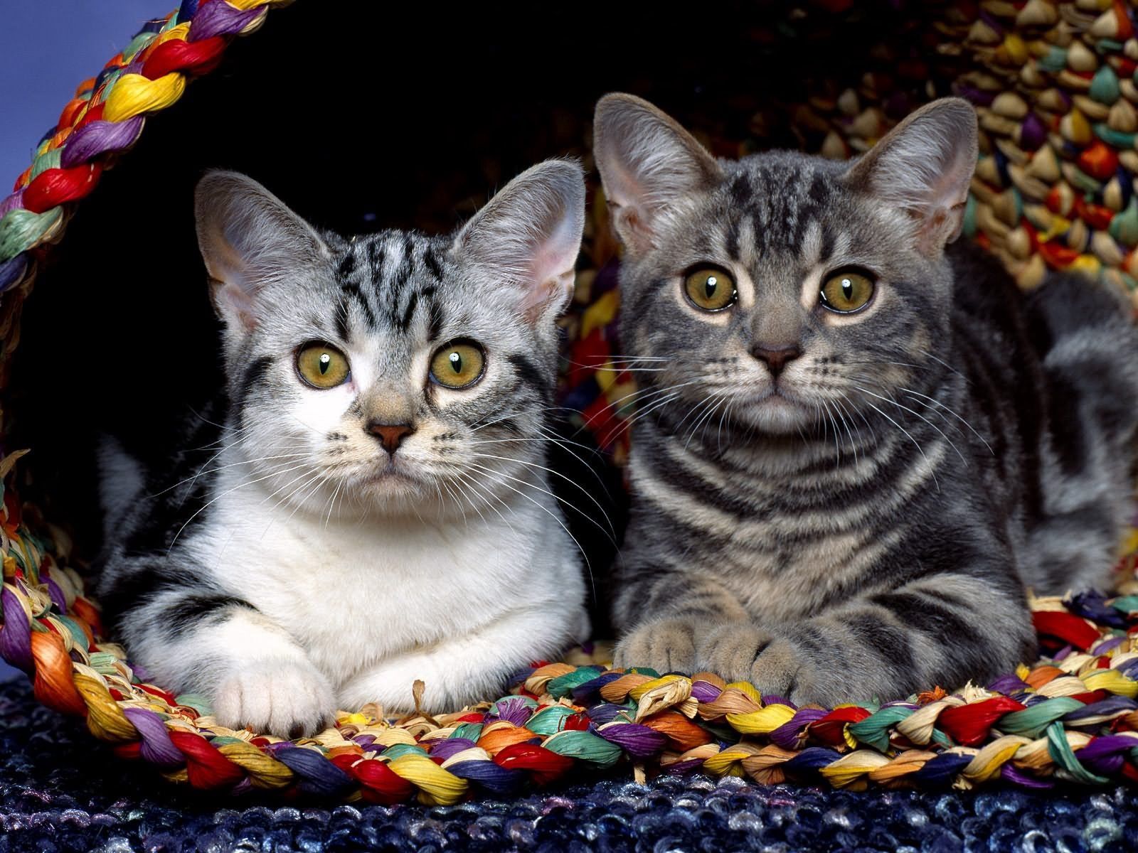 Free download wallpaper Sit, Pair, Cloth, Animals, Kittens, Couple on your PC desktop