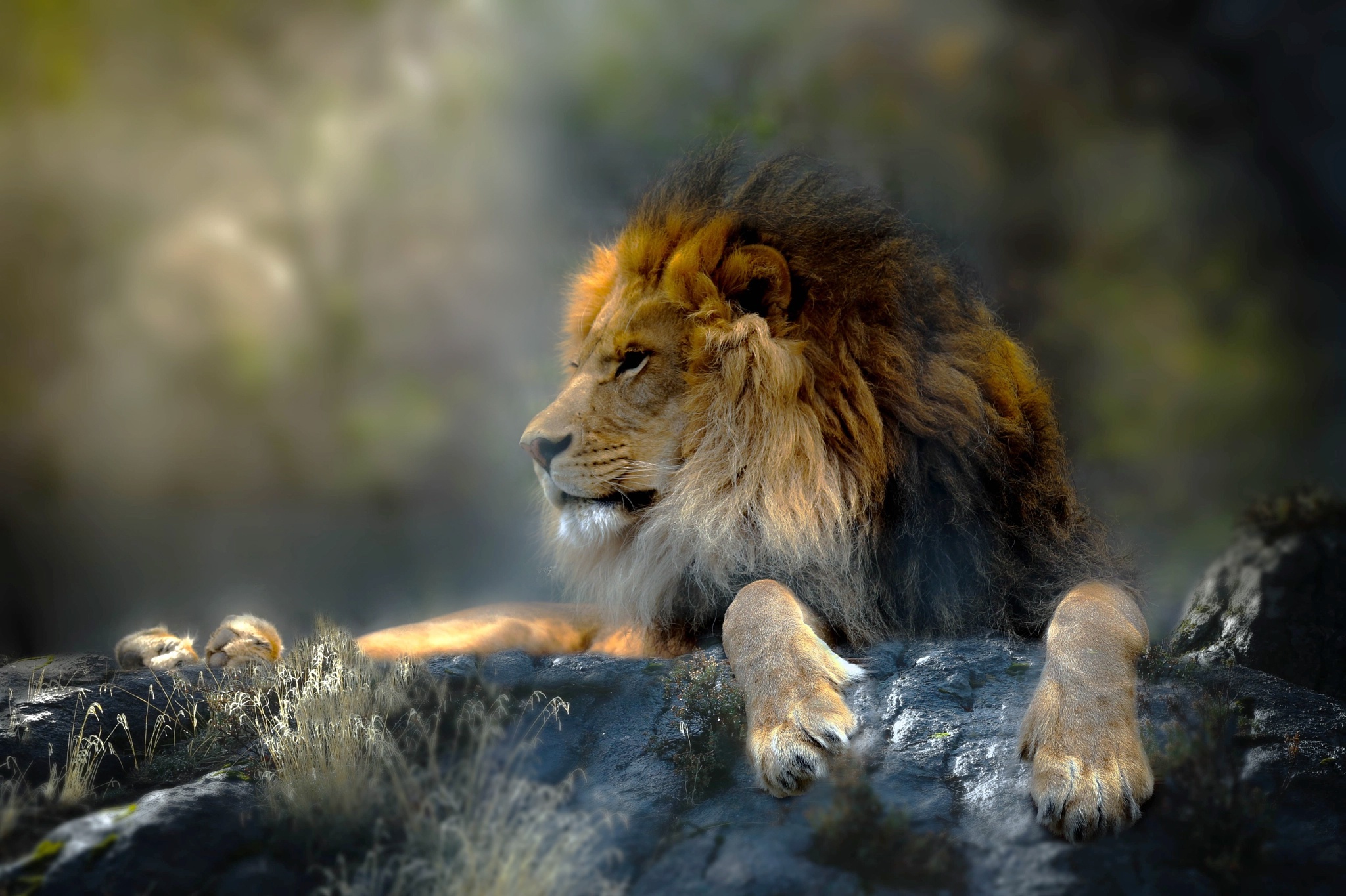 Камни для Льва