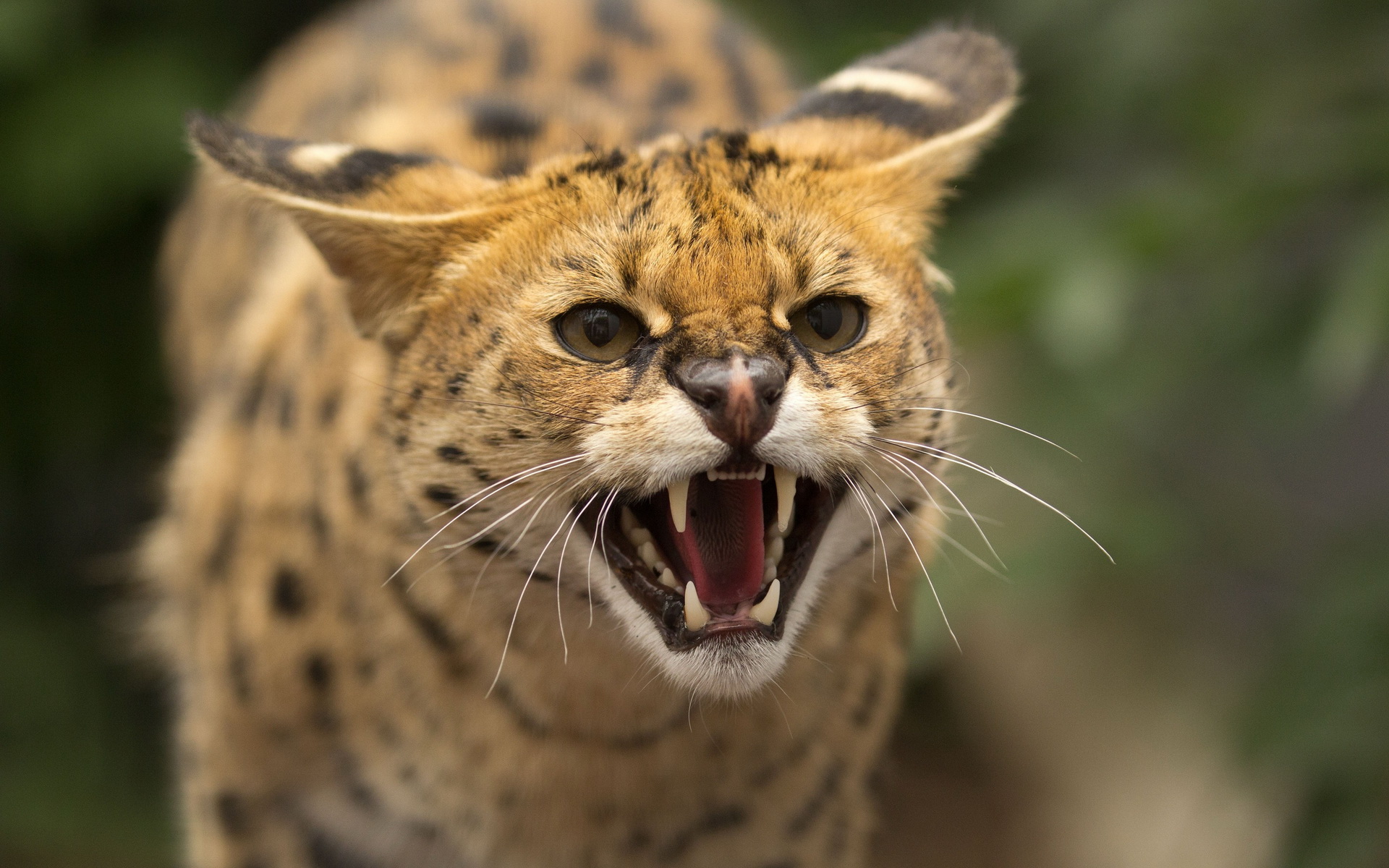 animal, serval, cats wallpaper for mobile