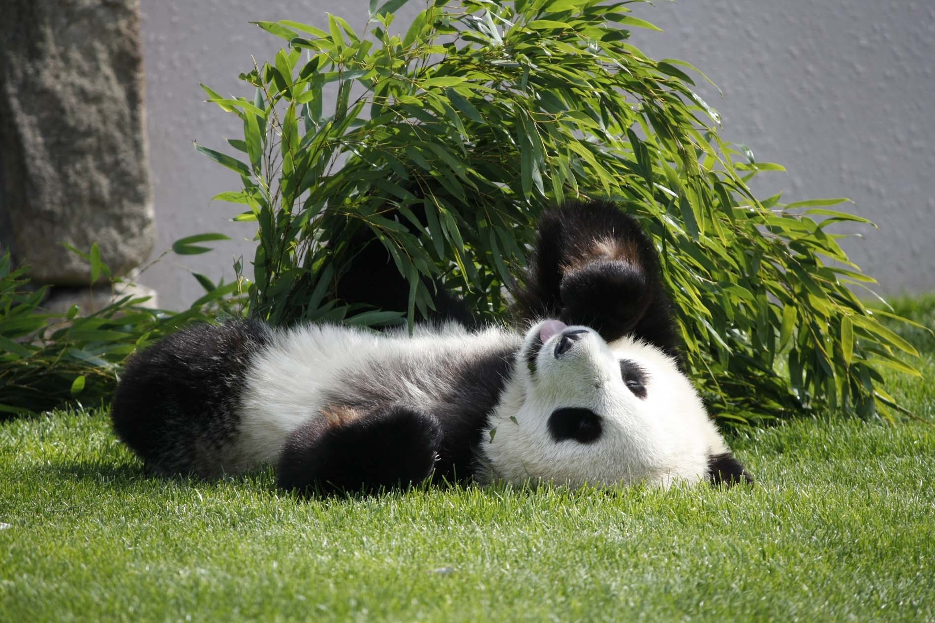 Download mobile wallpaper Lie, Animals, To Lie Down, Grass, Panda for free.