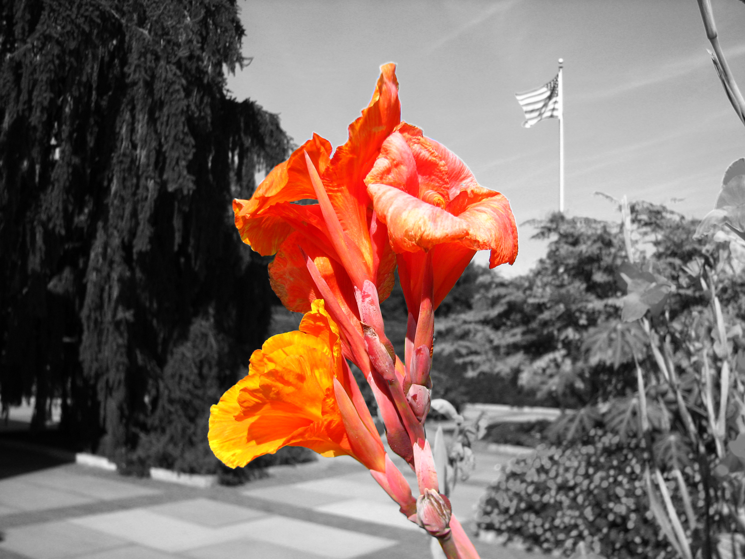 wallpapers earth, flower, selective color, skull, flowers
