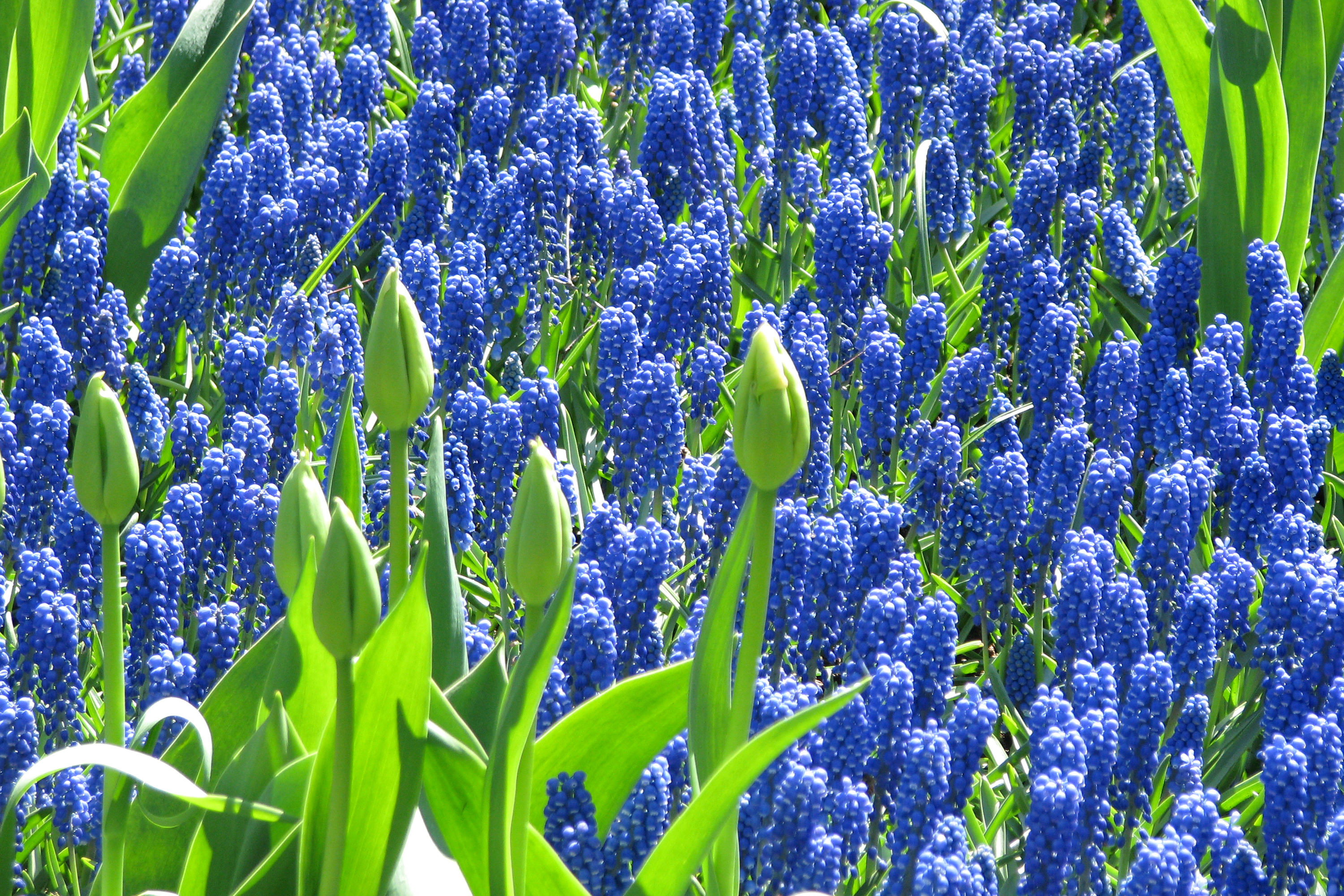 424652壁紙のダウンロード地球, ヒヤシンス, 青い花, 花, 自然, フラワーズ-スクリーンセーバーと写真を無料で