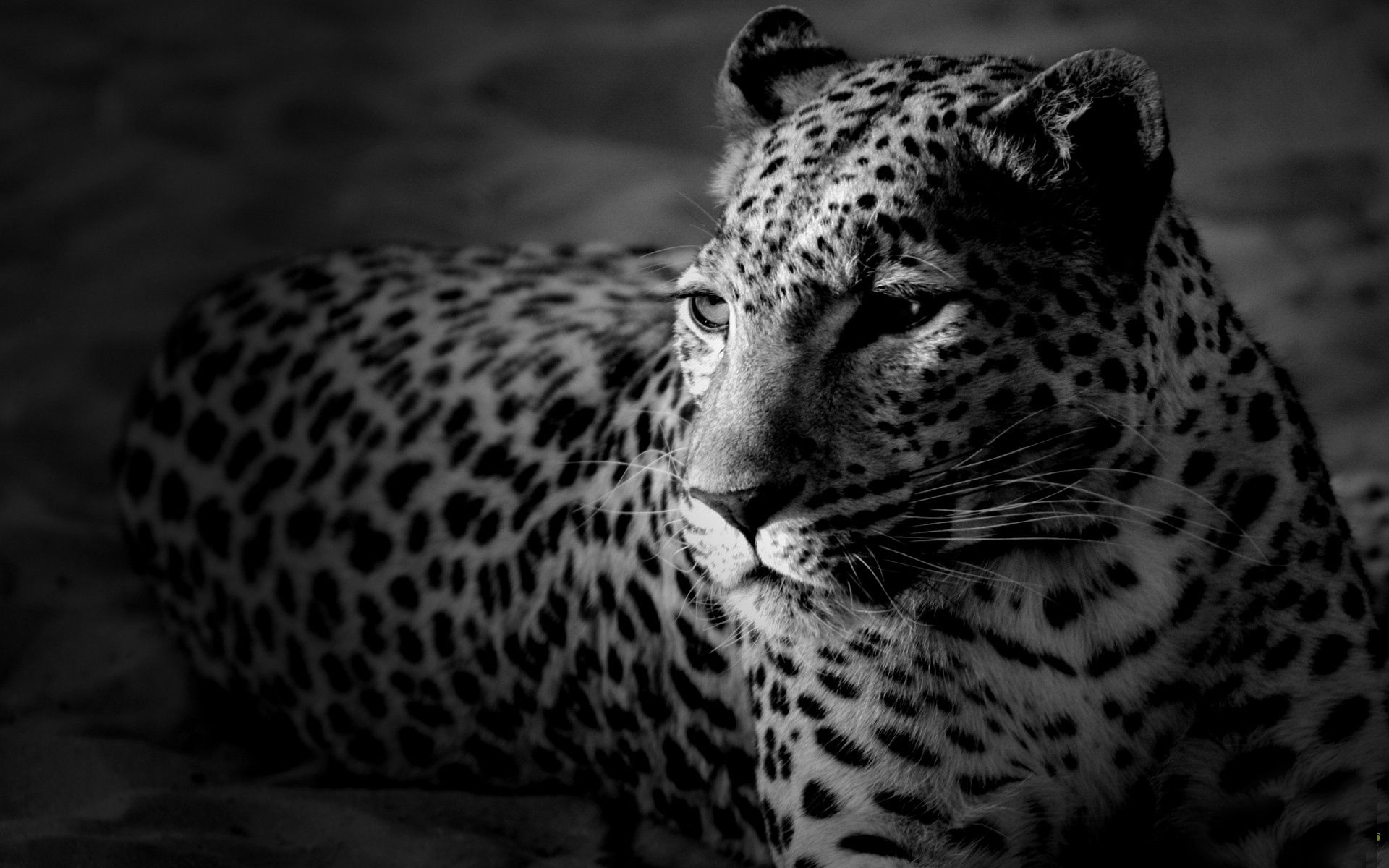 148742 baixar imagens bw, animais, leopardo, visto, manchado, cor, chb - papéis de parede e protetores de tela gratuitamente