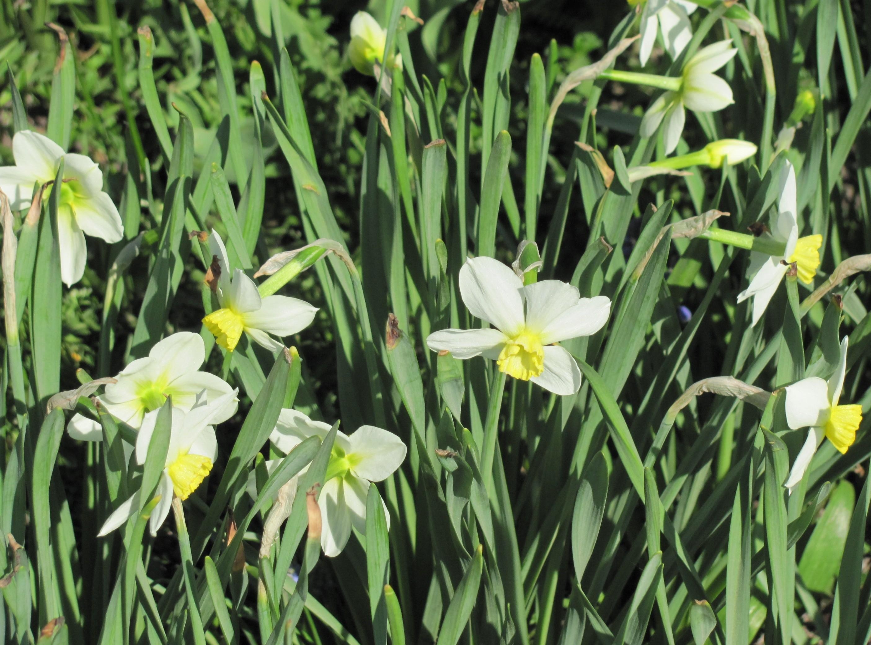 flowerbed, greens, flowers, narcissussi, flower bed, spring Full HD