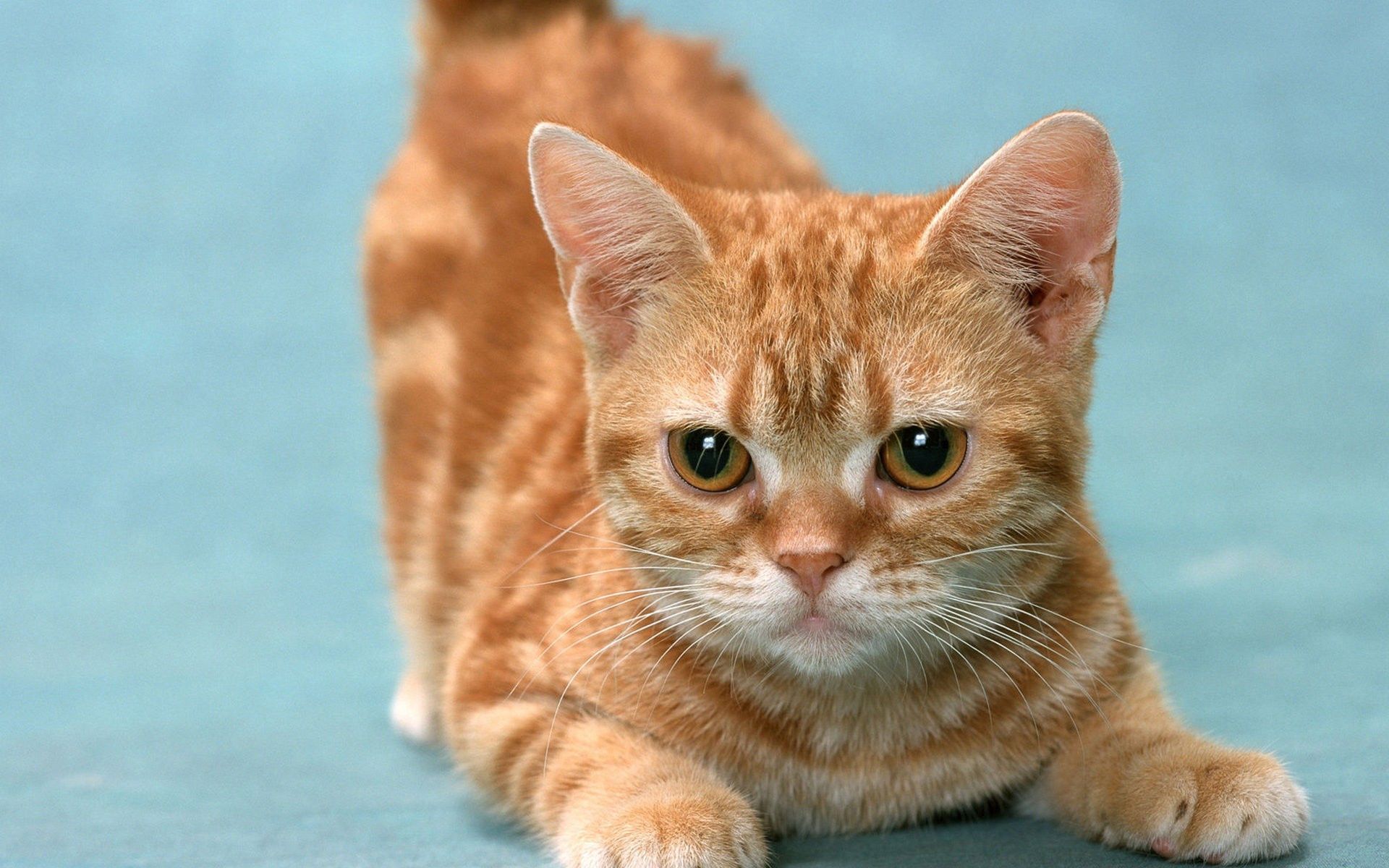 Download mobile wallpaper Animals, Striped, Playful, Kitty, Sweetheart, Nice, Kitten for free.