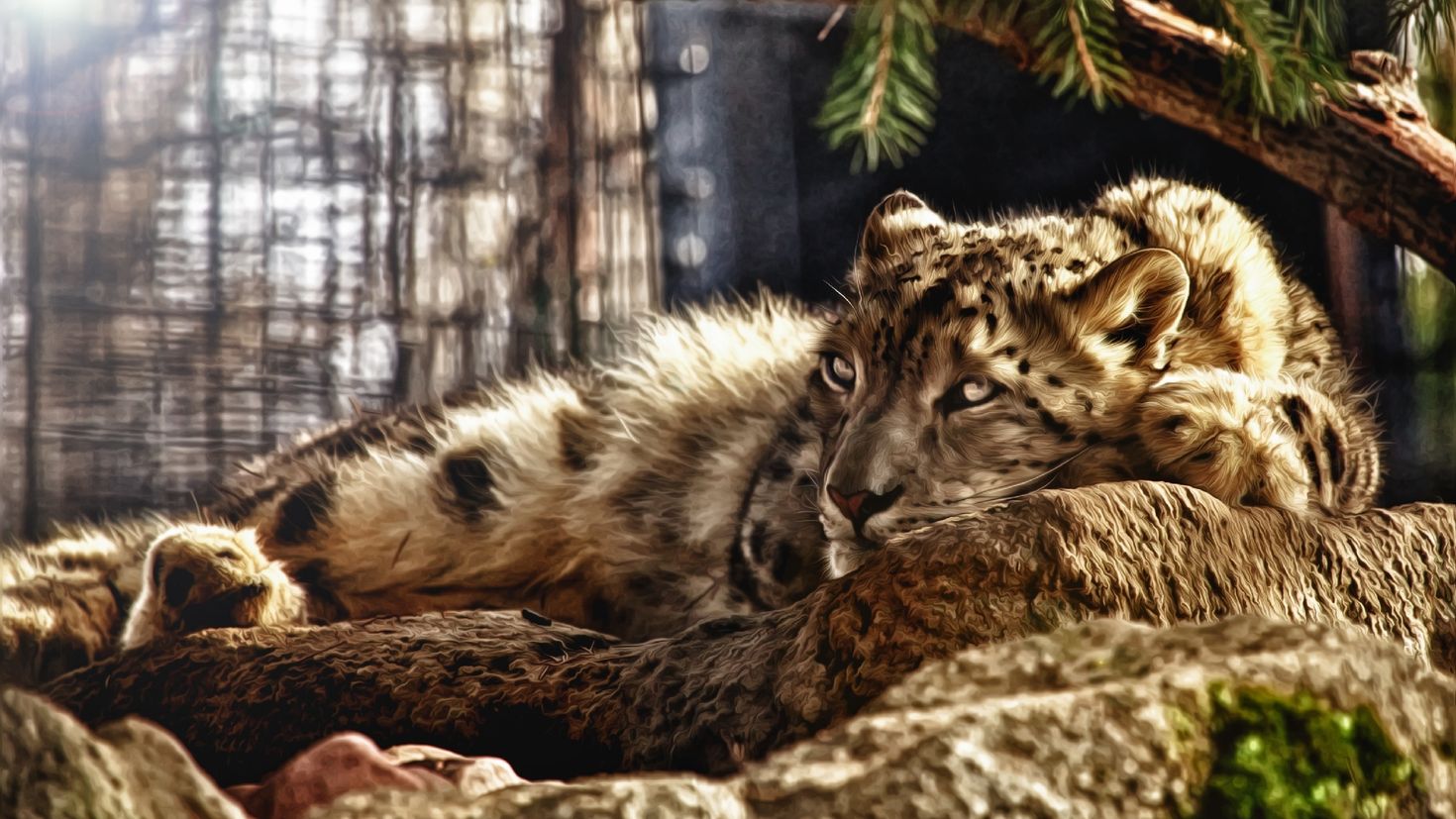 Картинка на обои высокого качества. Леопард снежный Барс Ягуар. Красивые животные. Картинки на рабочий стол. Фотообои природа животные.