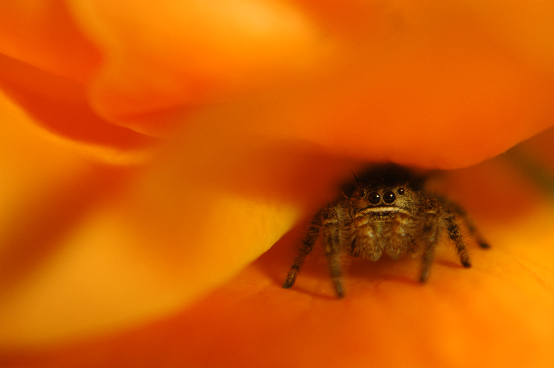 animal, spider, jumping spider, spiders images