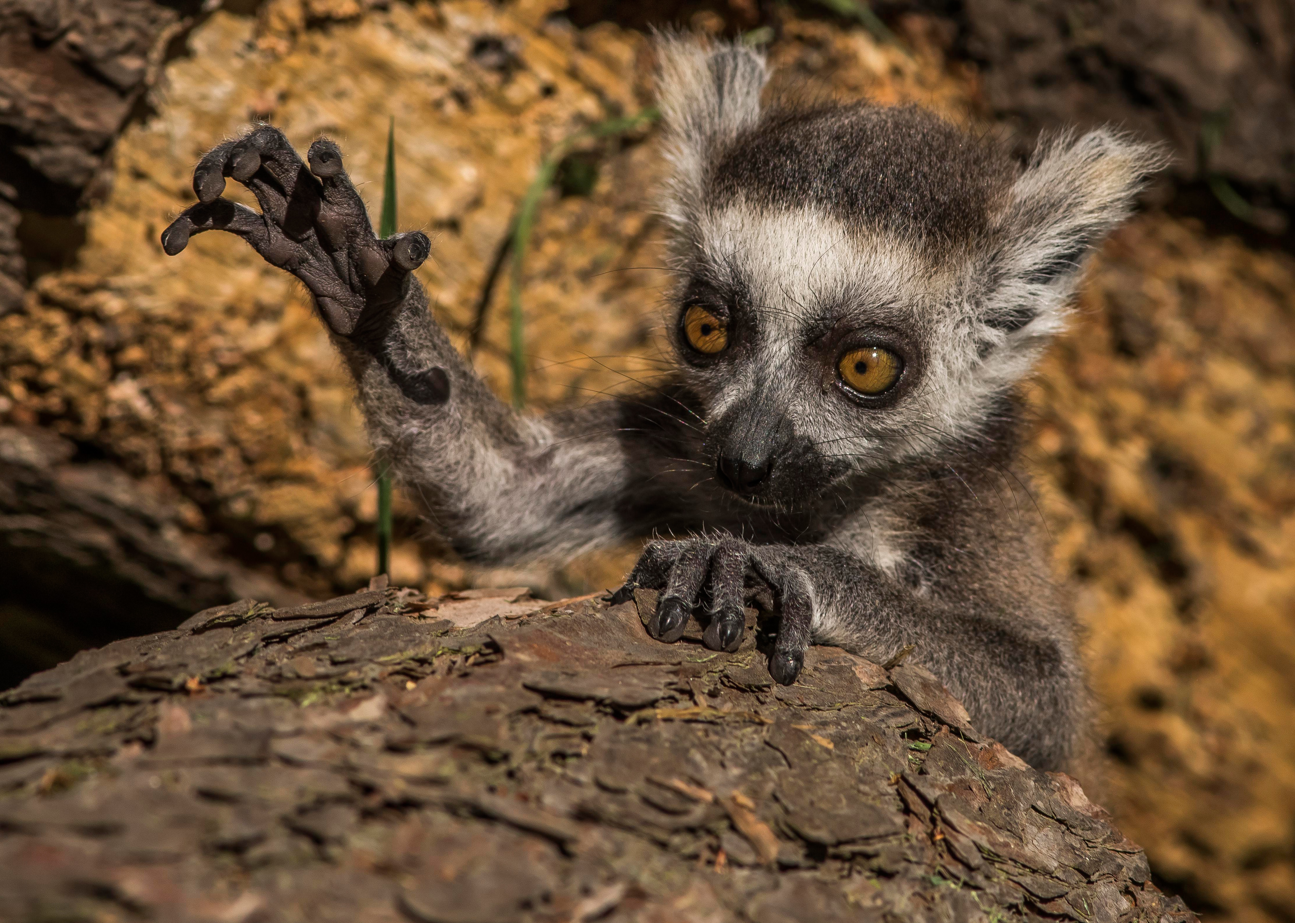 416744 Hintergrundbilder und Lemur Bilder auf dem Desktop. Laden Sie  Bildschirmschoner kostenlos auf den PC herunter