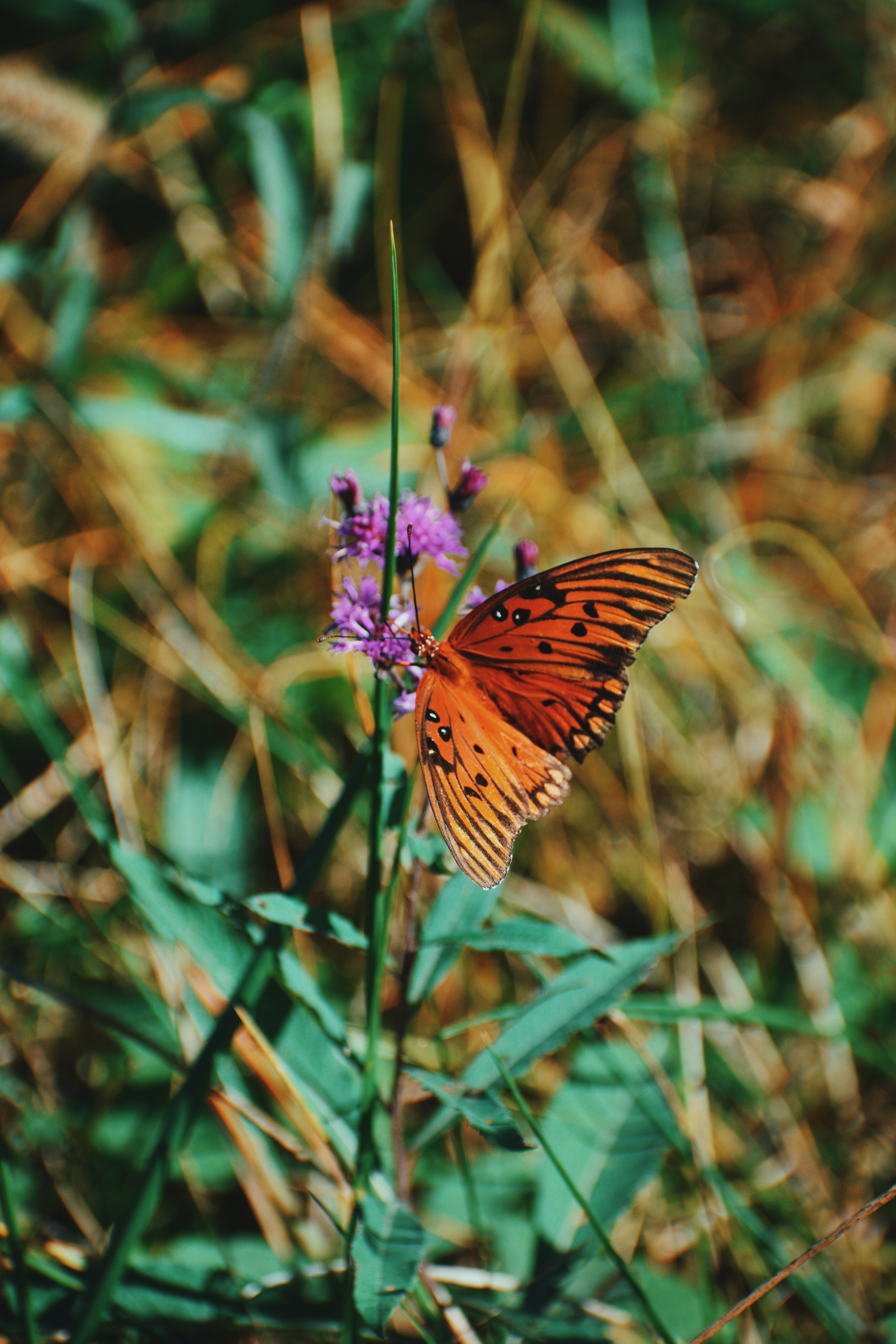 102350 скачать картинку животные, цветок, насекомое, бабочка, крылья, бабочка монарх - обои и заставки бесплатно