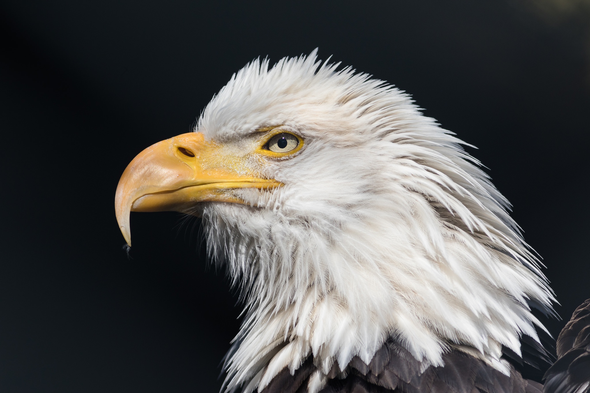 430616 завантажити шпалери тварина, білоголовий орлан, дзьоб, хижий птах, орел, птахи - заставки і картинки безкоштовно