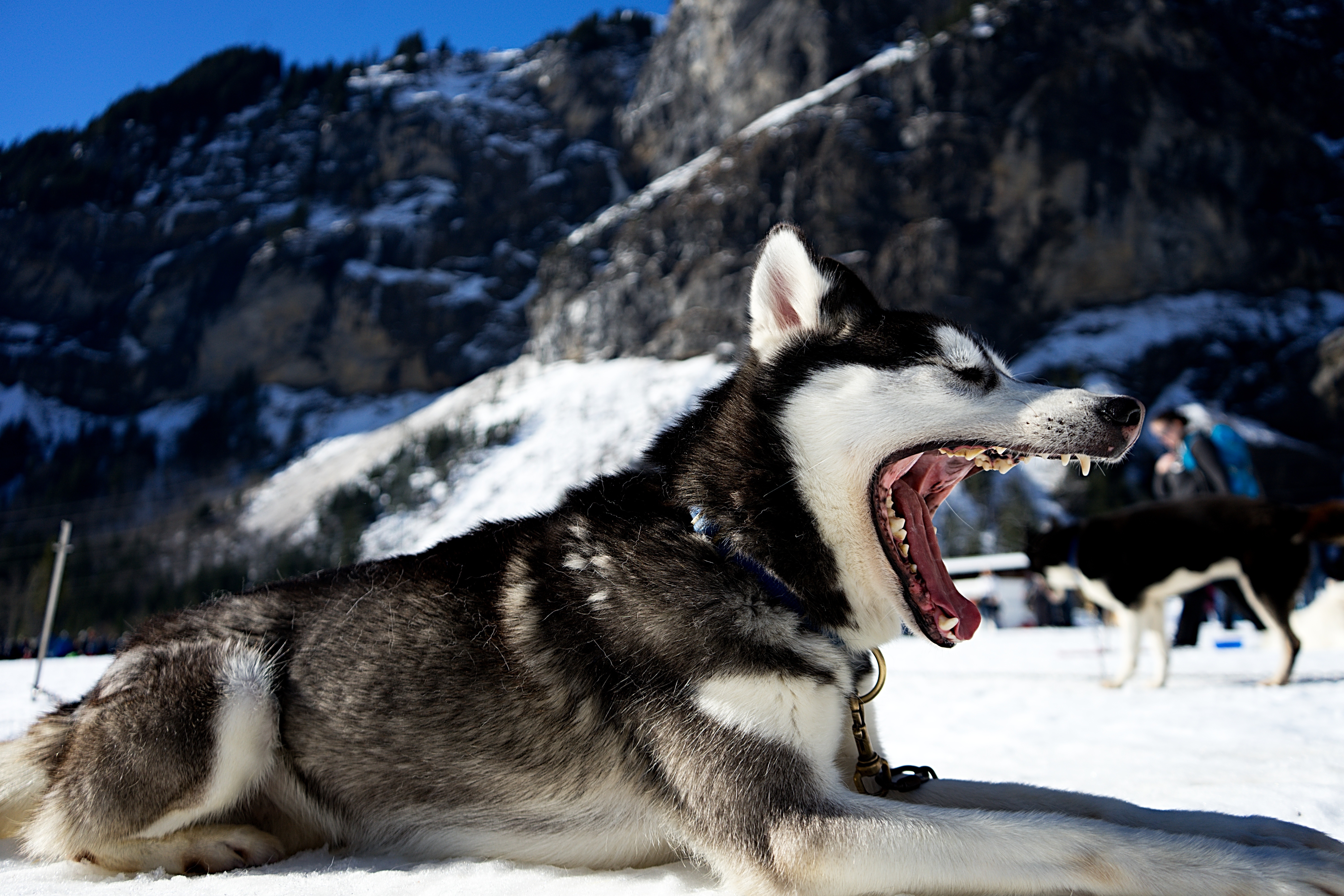 animals, snow, dog, to fall, mouth, husky, haska