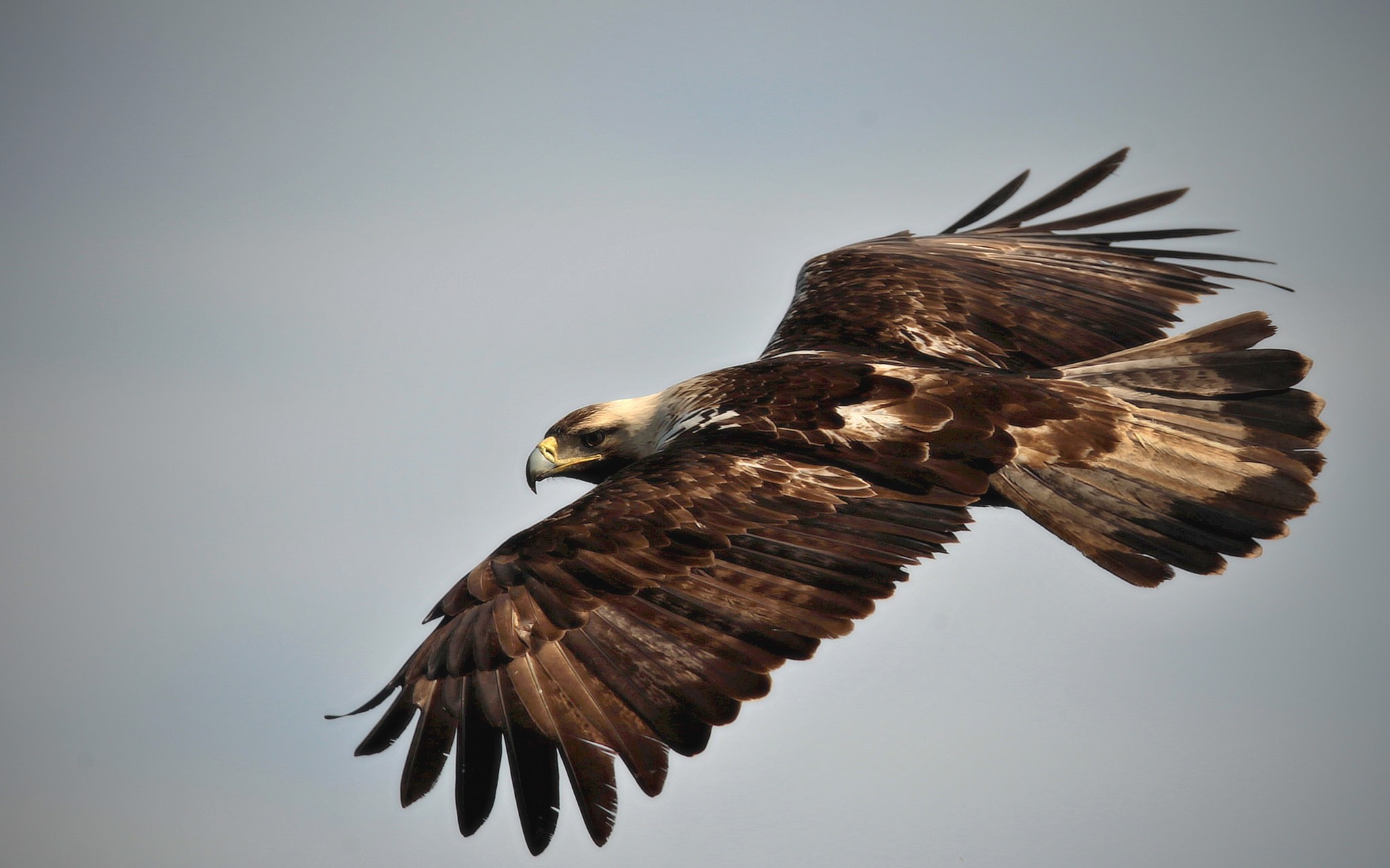 Download mobile wallpaper Flight, Eagle, Birds, Animal for free.