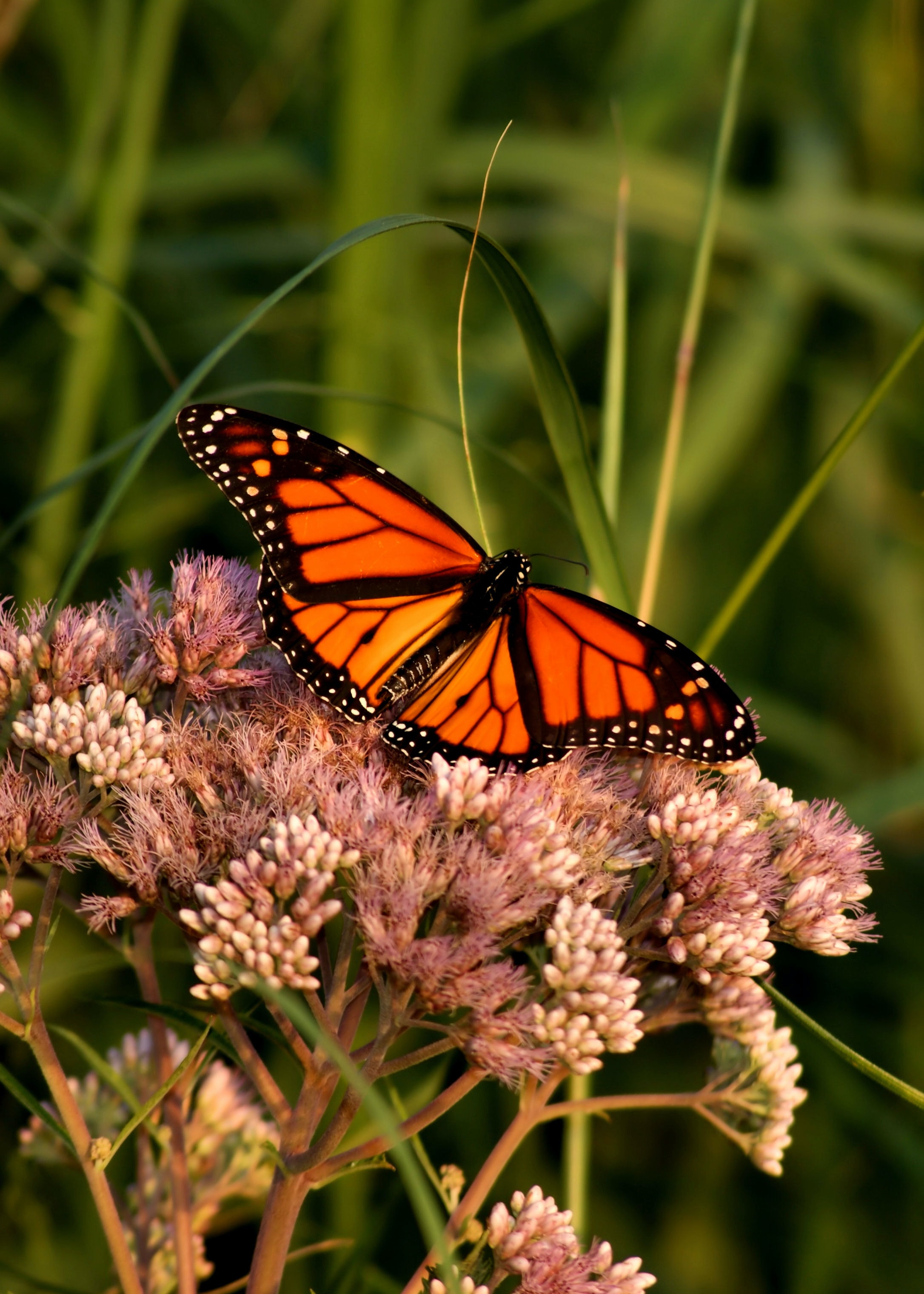 102327 descargar fondo de pantalla mariposa monarca, animales, flor, macro, patrón, mariposa, alas: protectores de pantalla e imágenes gratis