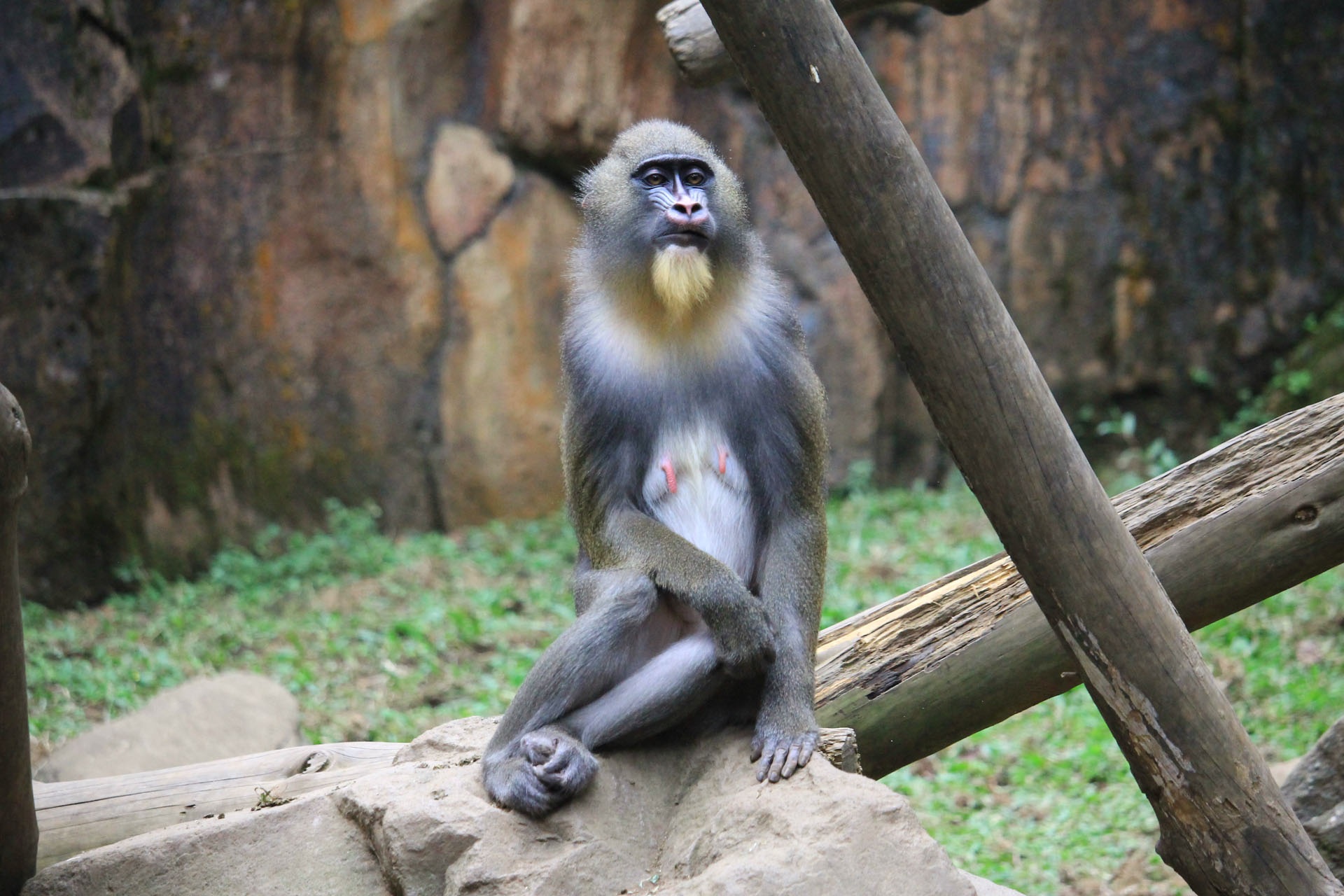 Download mobile wallpaper Is Sitting, Sits, Mandrill, Animals, Monkey for free.